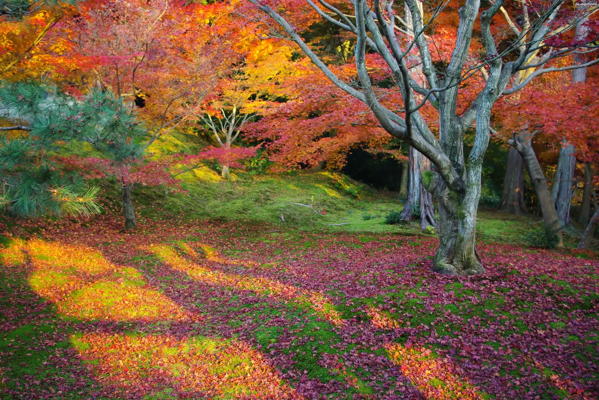 Drzewa, Barwy, Kolorowe, Jesieni