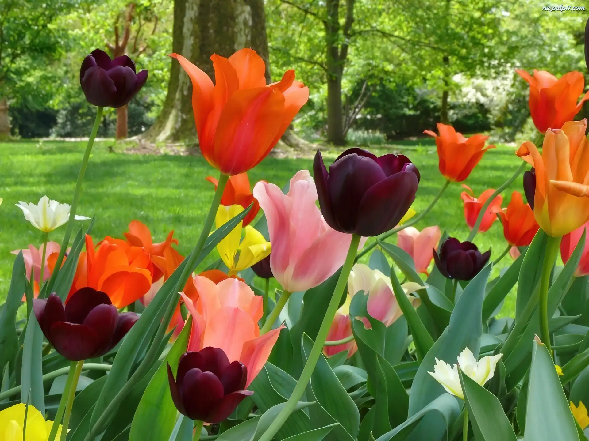 Drzewa, Tulipany, Kolorowe, Trawnik