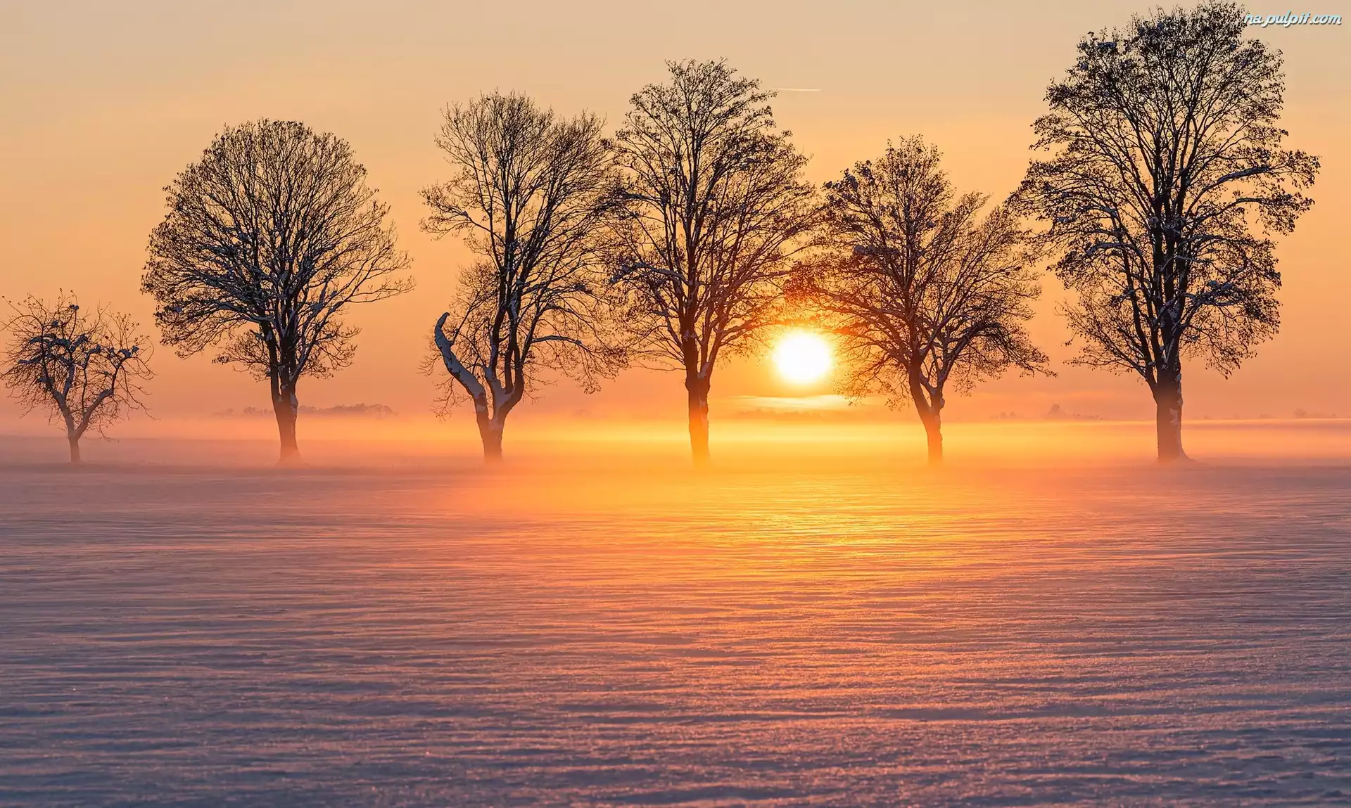 Wschód słońca, Zima, Drzewa, Pole, Mgła