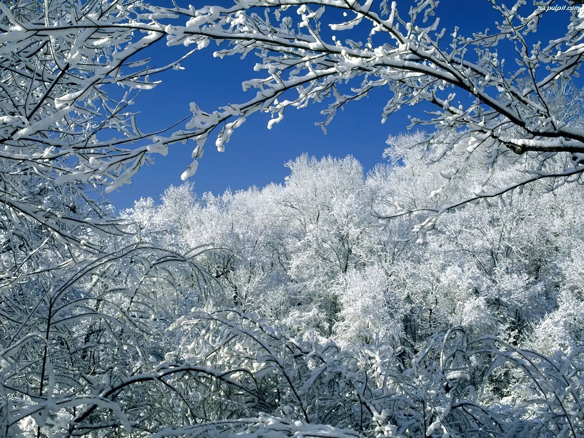 Śnieżna, Drzewa, Pokrywa