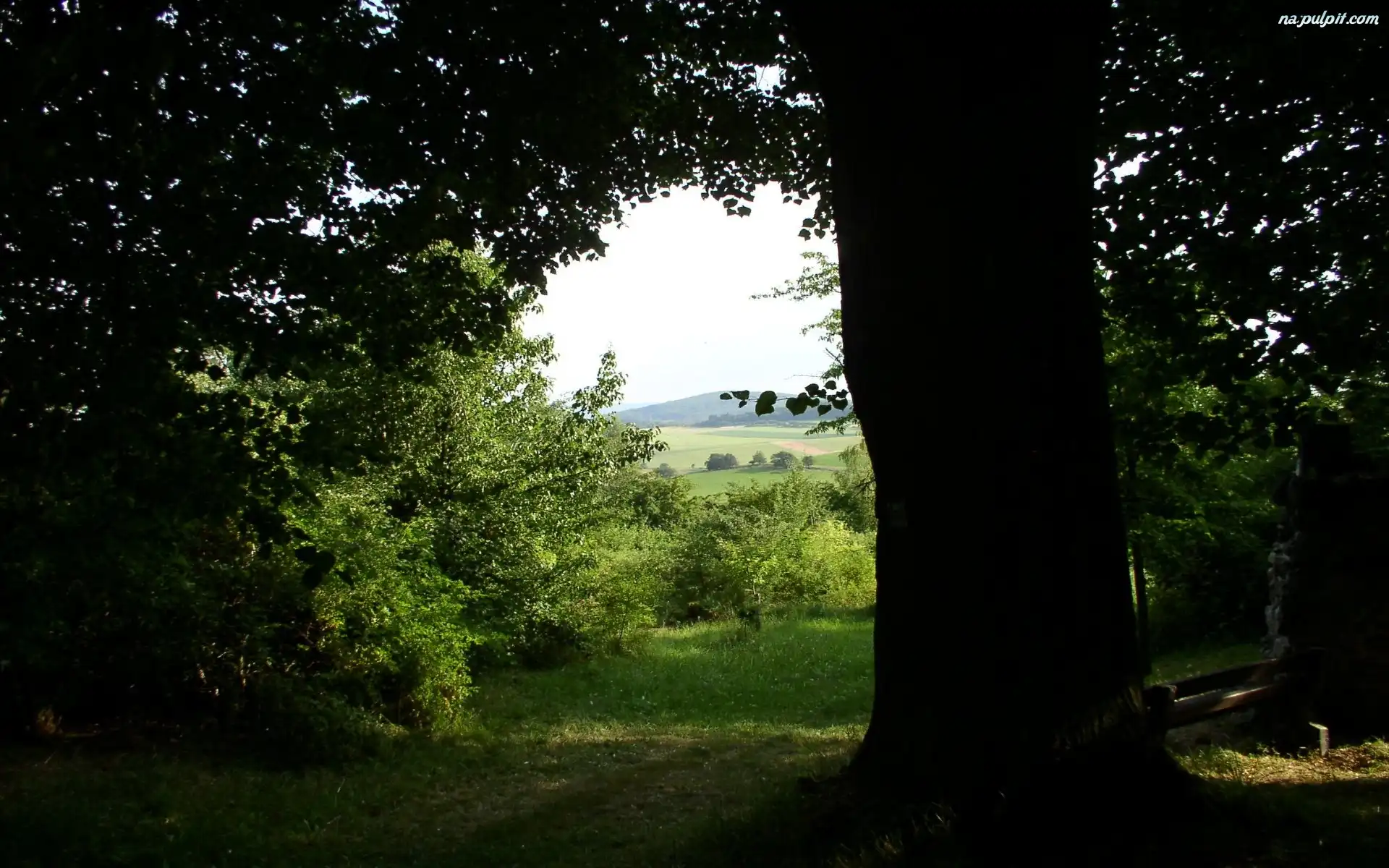 Pole, Drzewa, Cień
