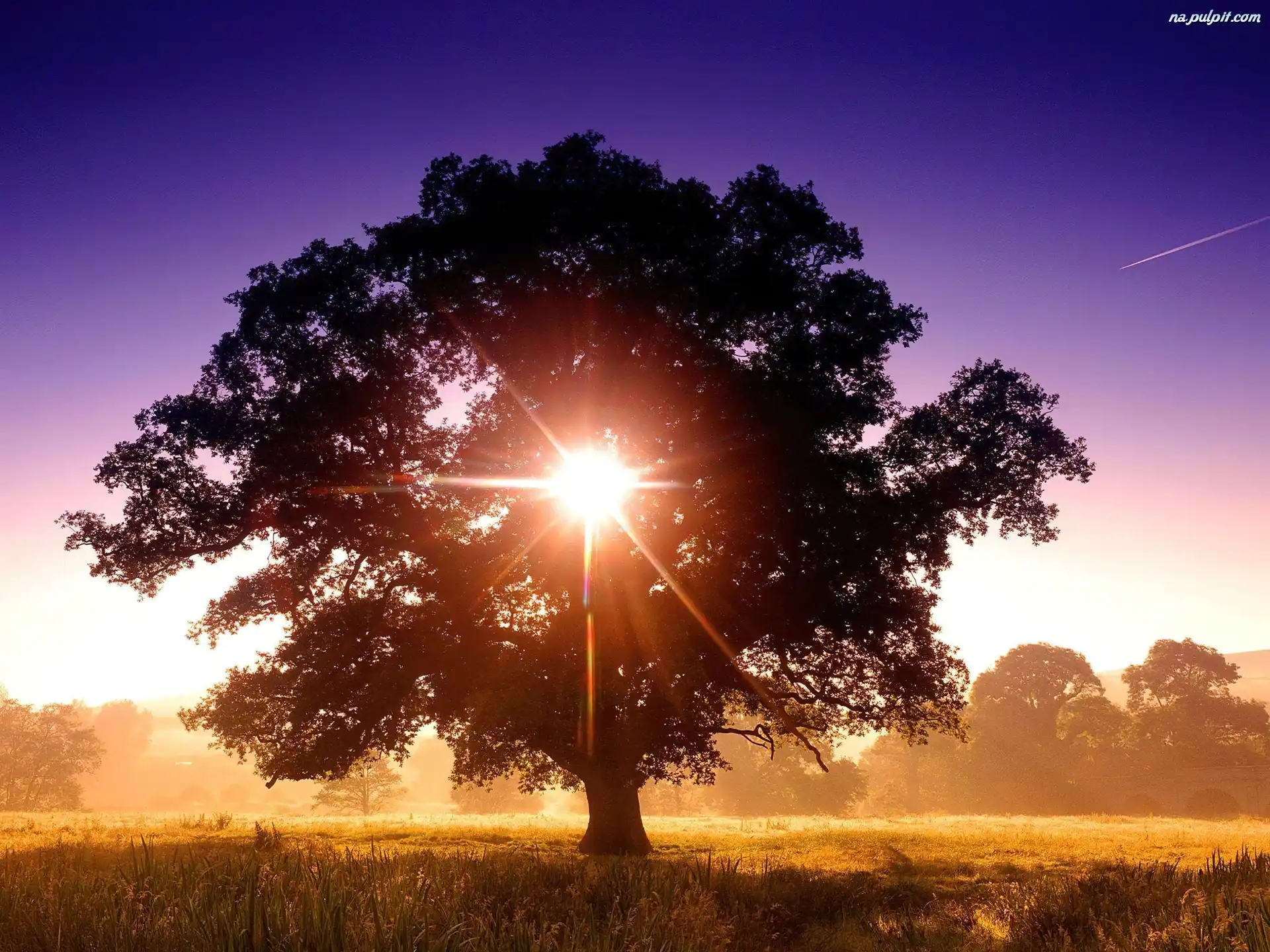 Słońce, Drzewo, Przenikające