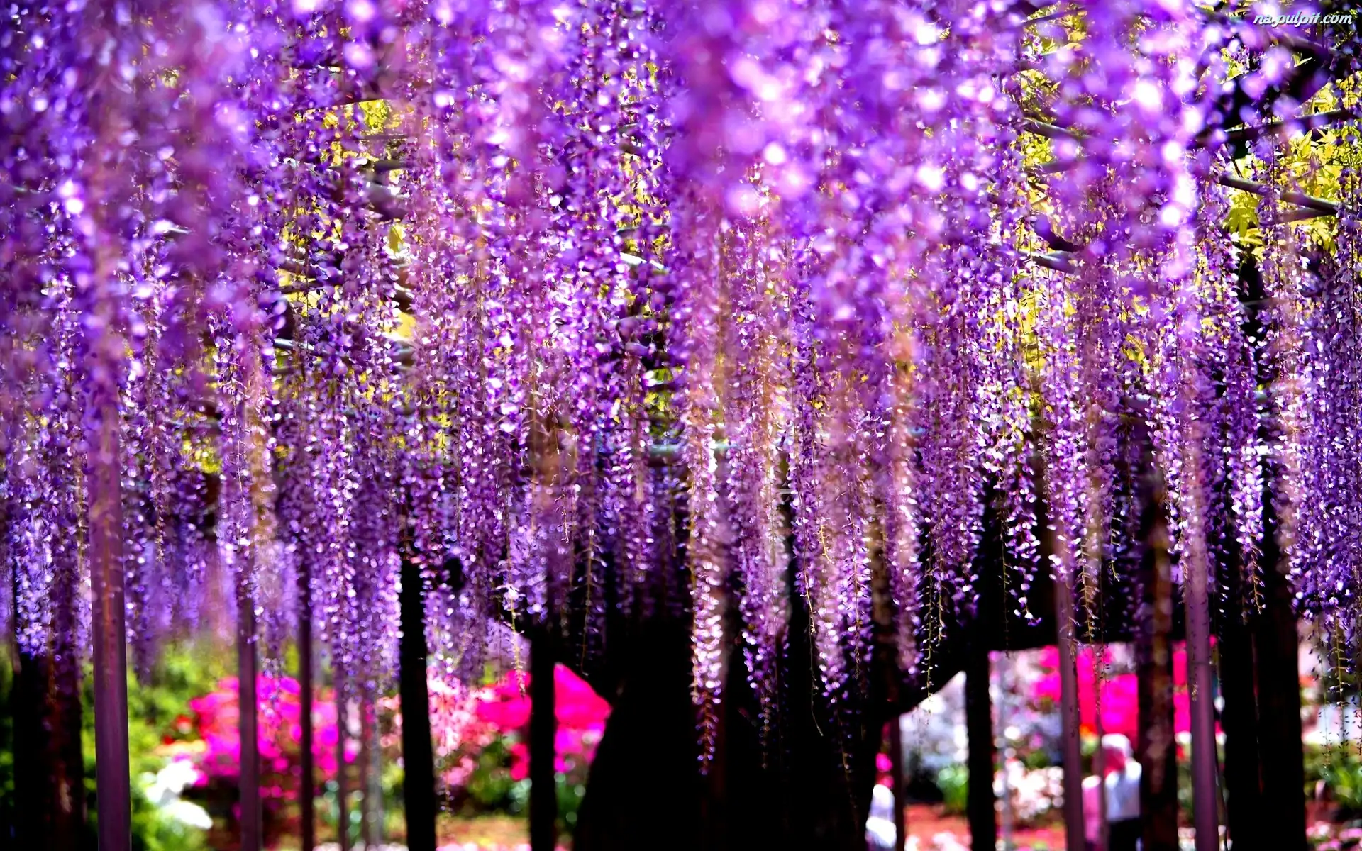 Wisteria, Drzewo, Kwiaty