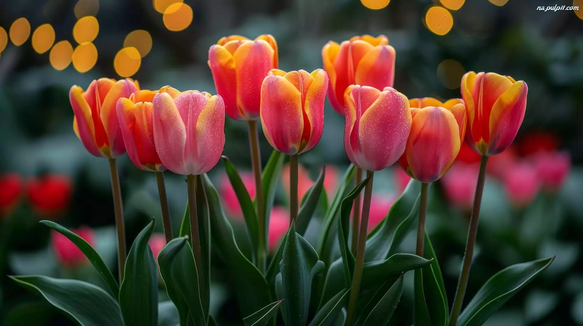 Kwiaty, Dwukolorowe, Czerwono-żółte, Tulipany