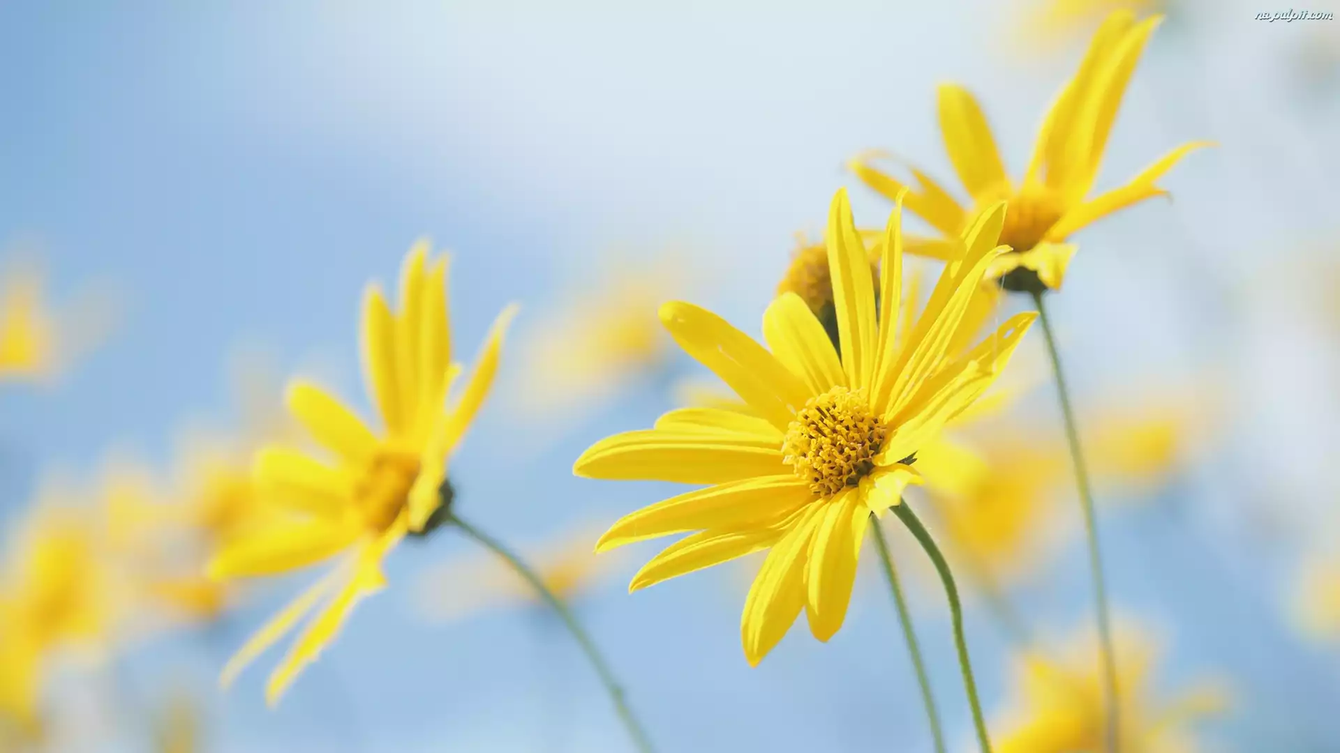 Euryops pectinatus, Żółte, Kwiaty