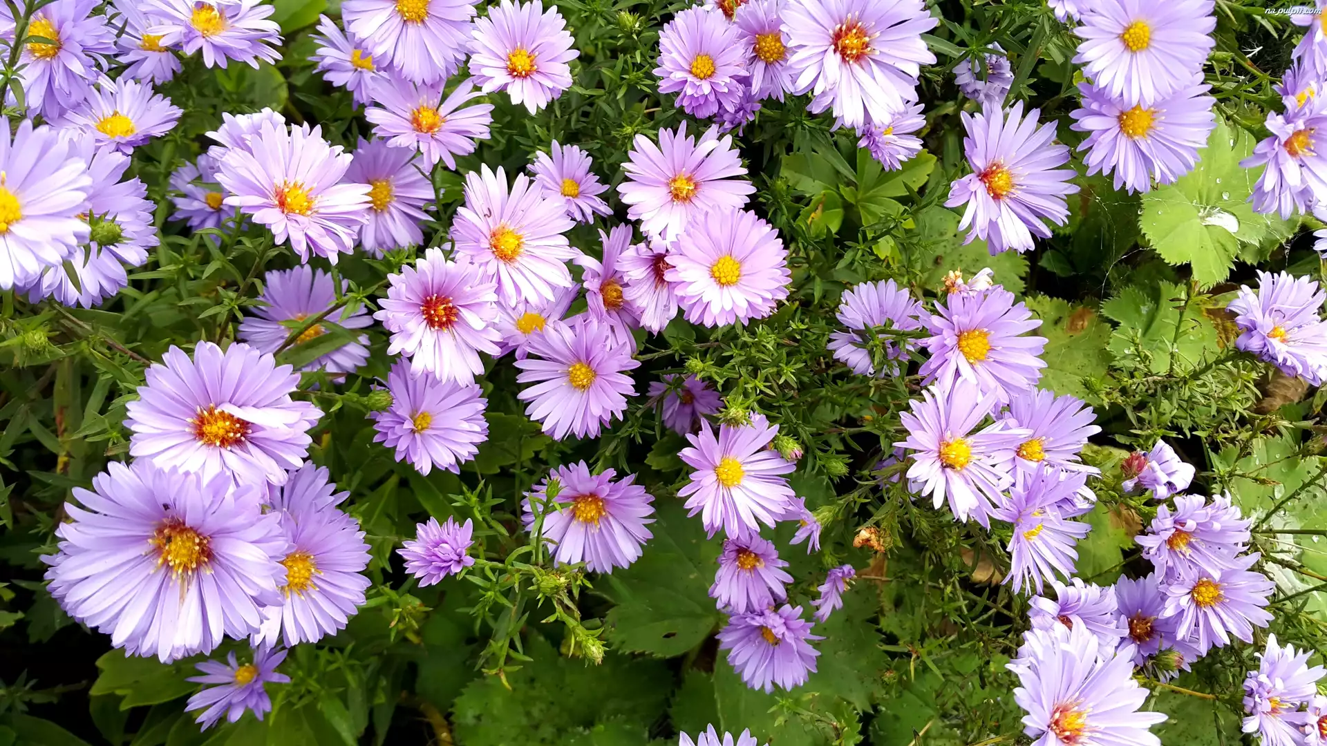 Fioletowe, Kwiaty