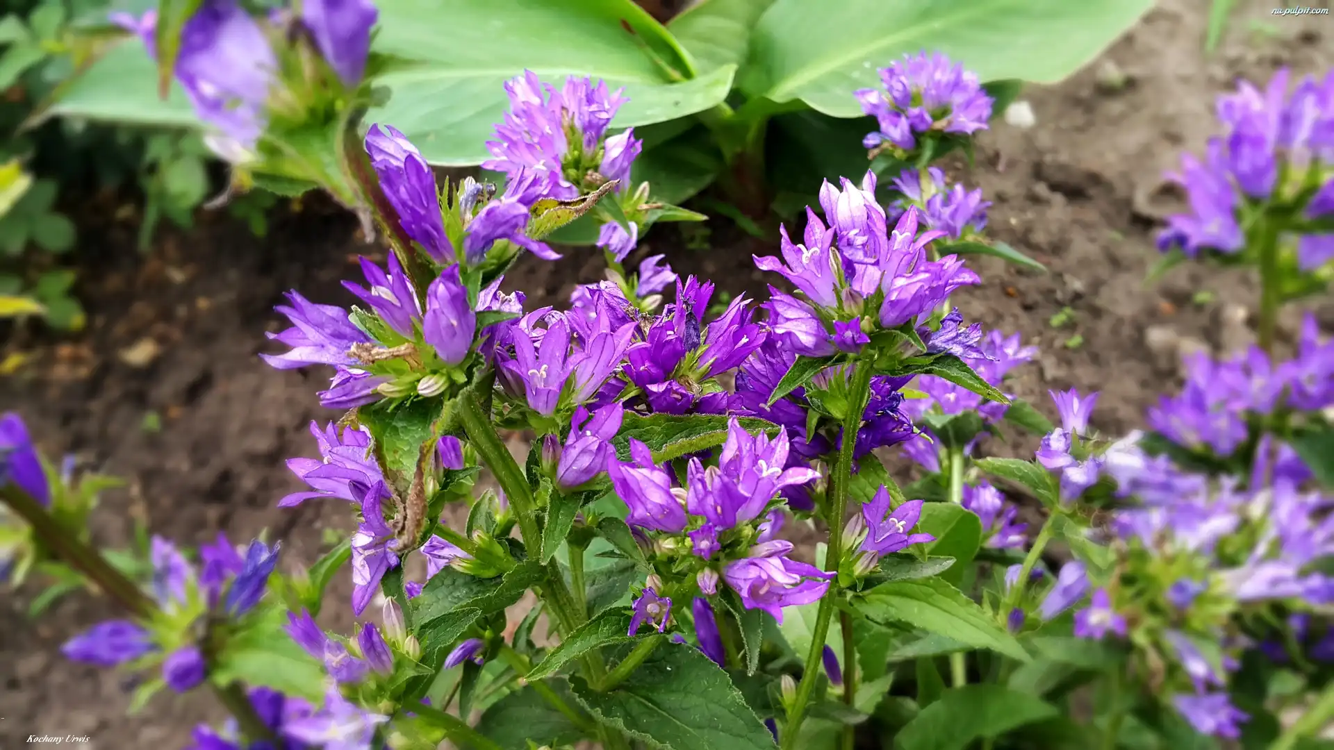 Fioletowe, Kwiaty