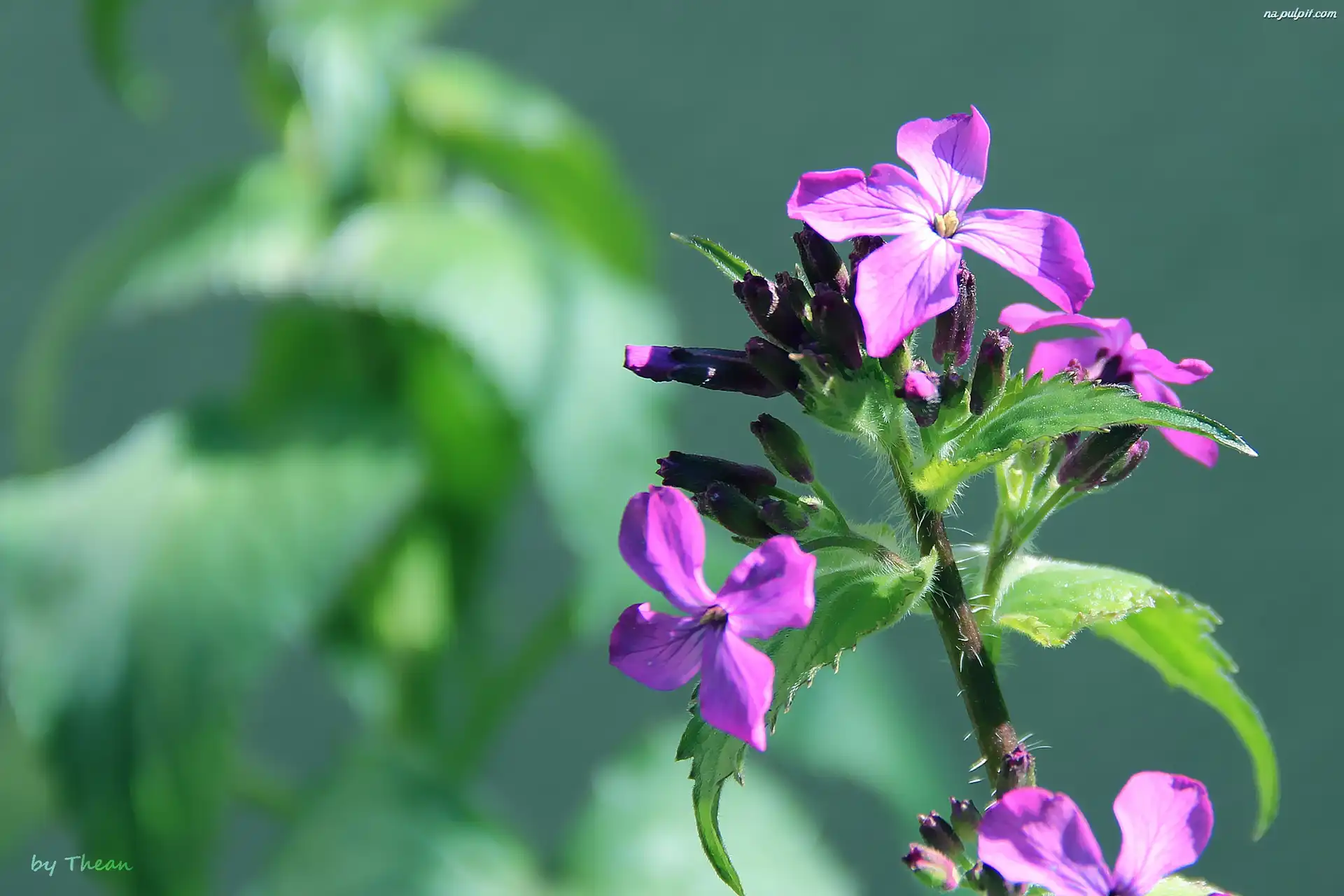 Lunaria, Fioletowy, Kwiatuszek