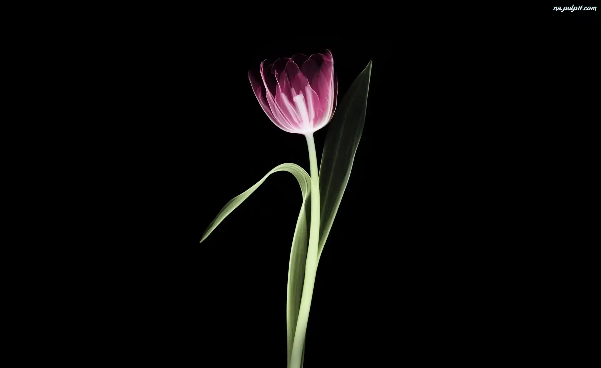 Fioletowy, Tulipan