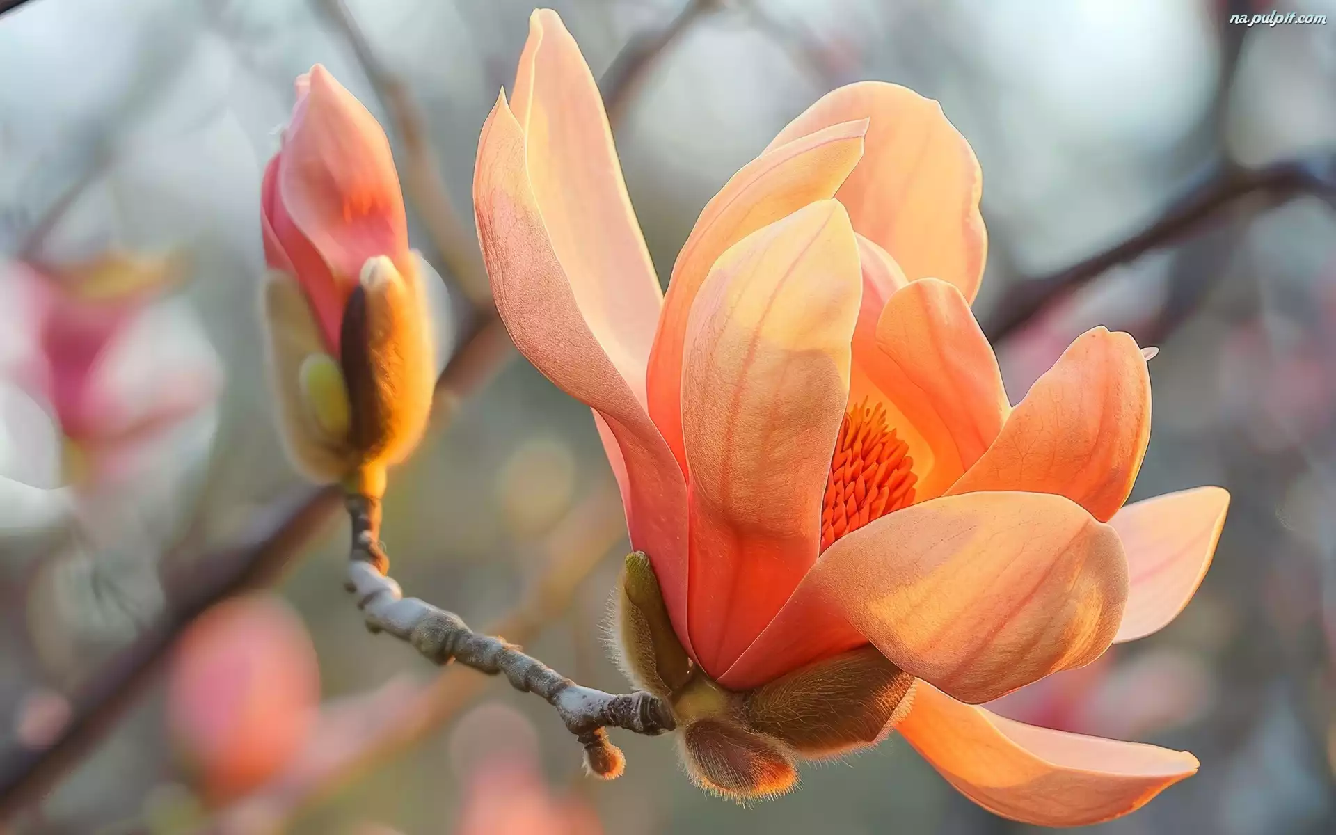 Magnolia, Kwiat, Pąk, Gałązka