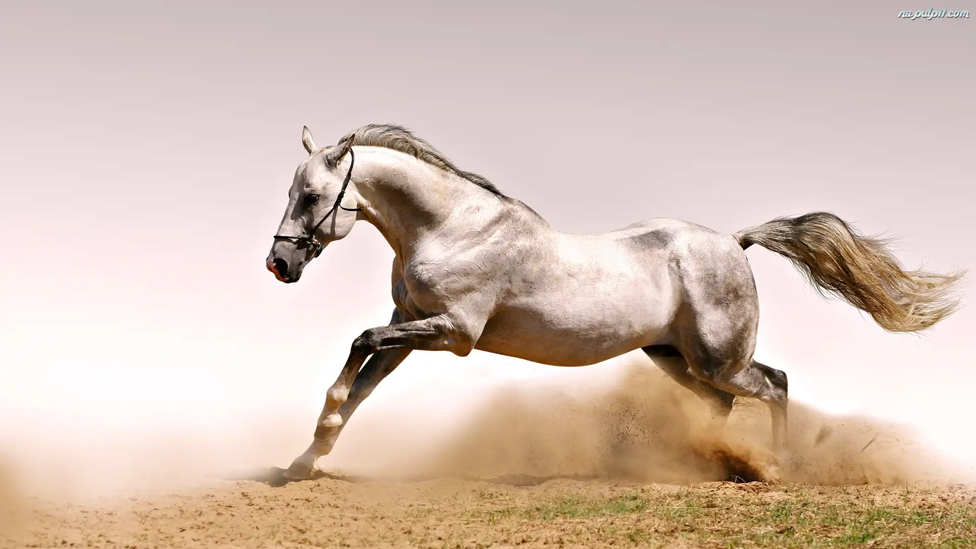 Galop, Tuman, Koń, Kurzu