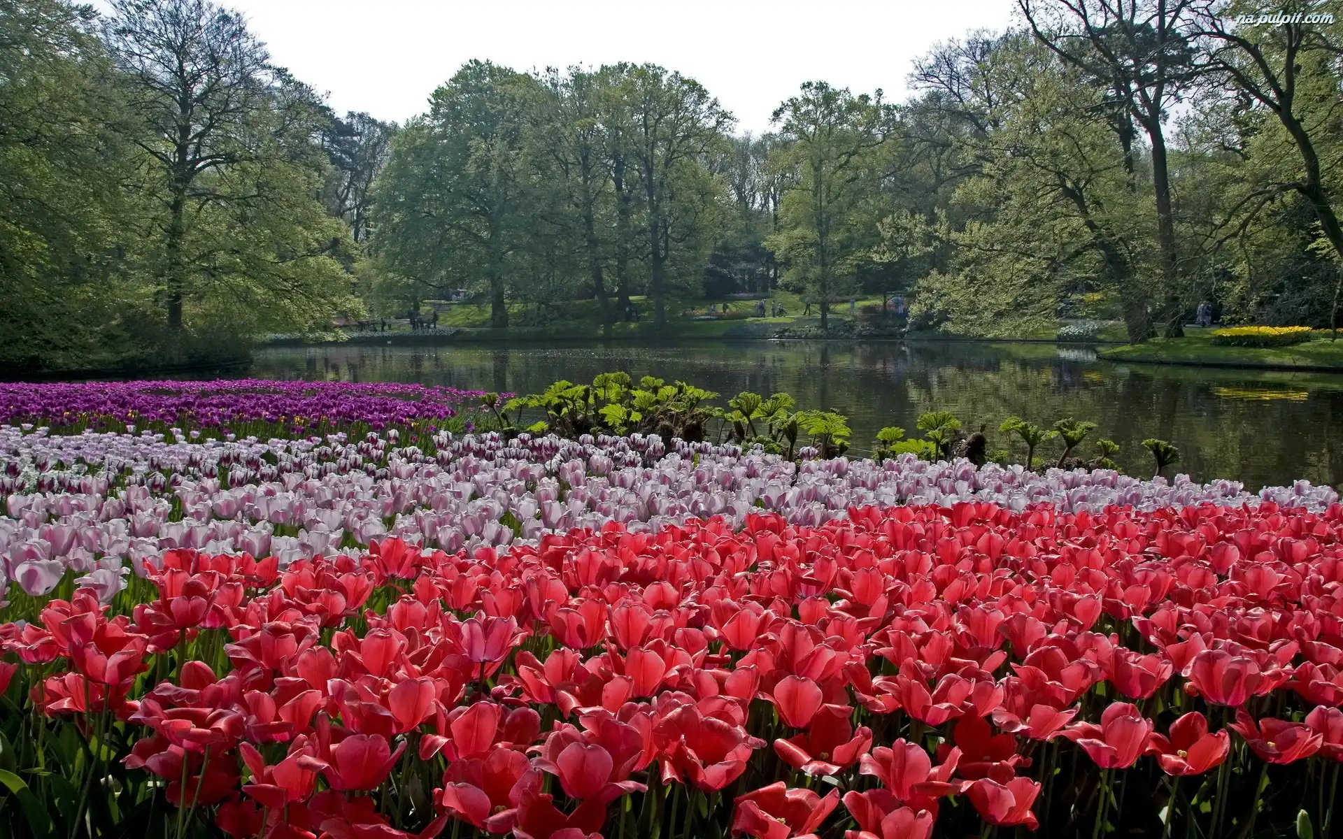 Holandia, Rzeka, Park, Tulipany