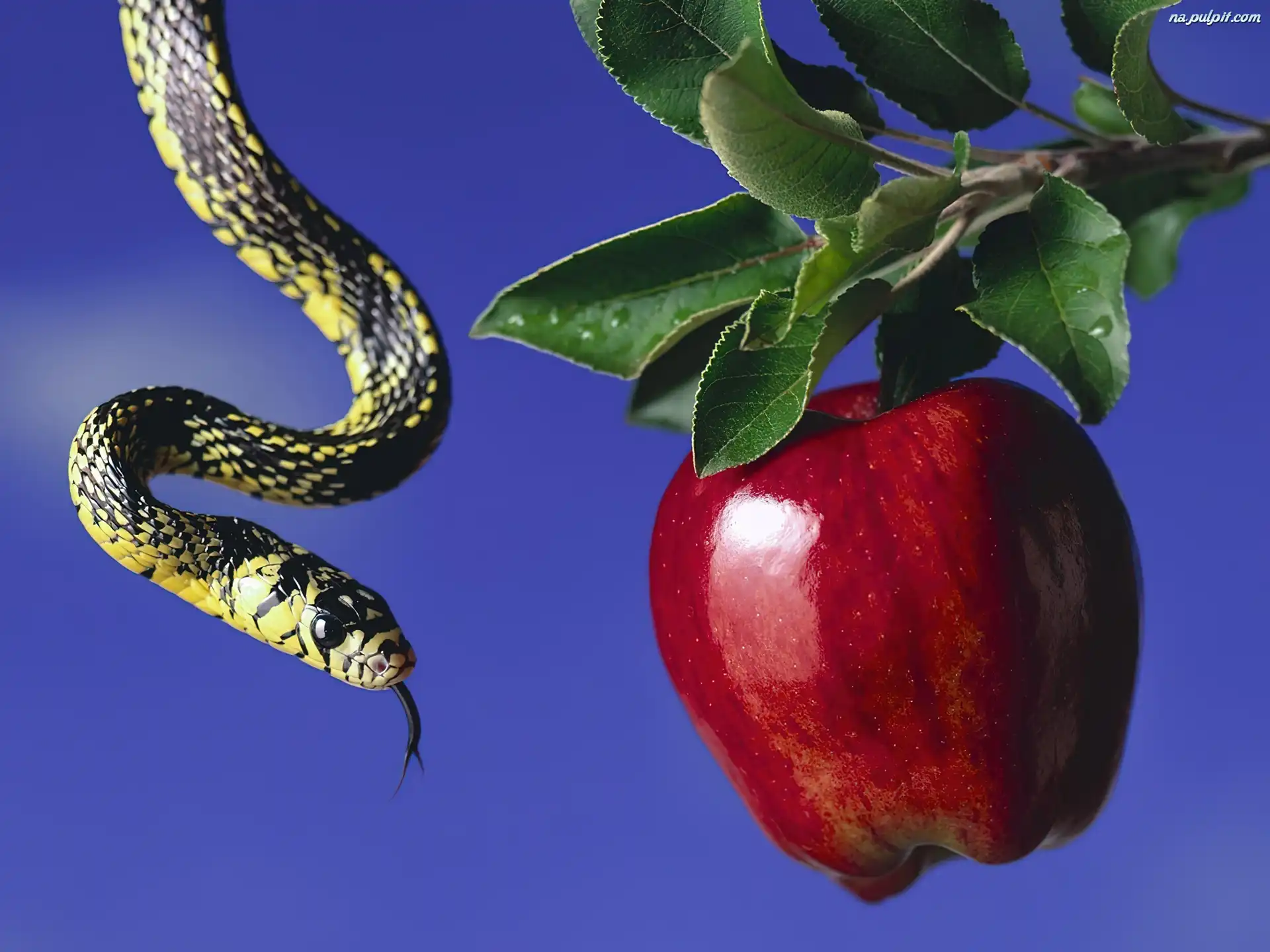 Jabłko, Zakazany, Wąż, Owoc