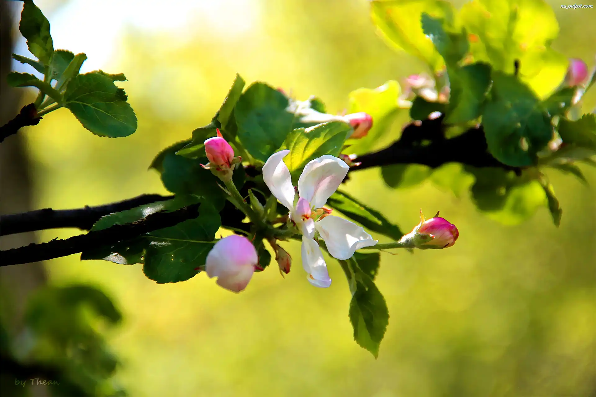 Jabłoń, Drzewo, Kwitnące, Owocowe