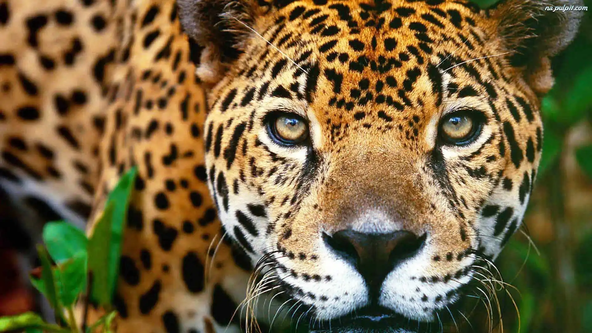 Jaguar, Oczy