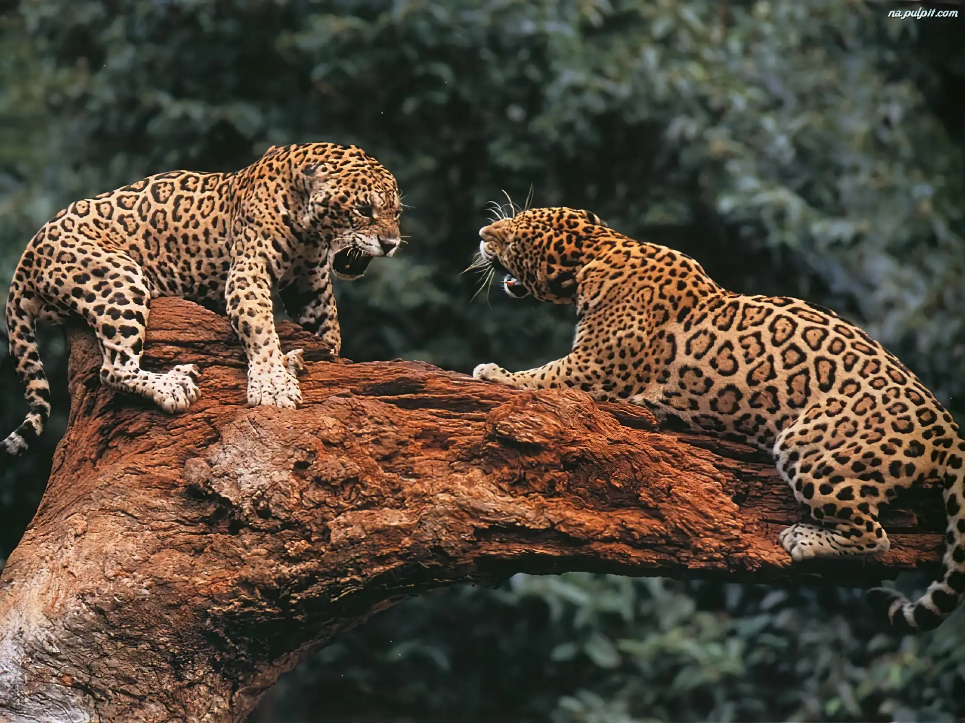 Konar, Jaguary, Walka