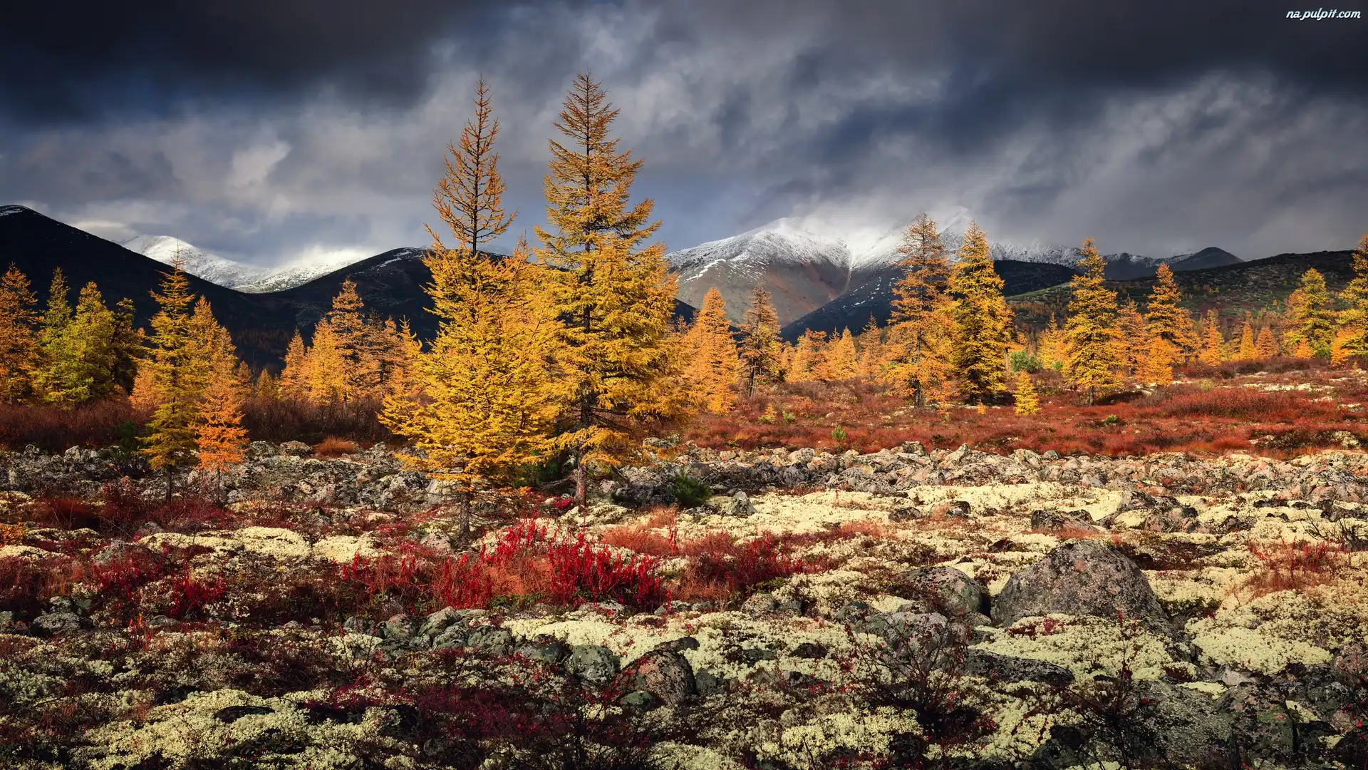 Roślinność, Rosja. Kołyma, Jesień, Drzewa, Góry, Chmury
