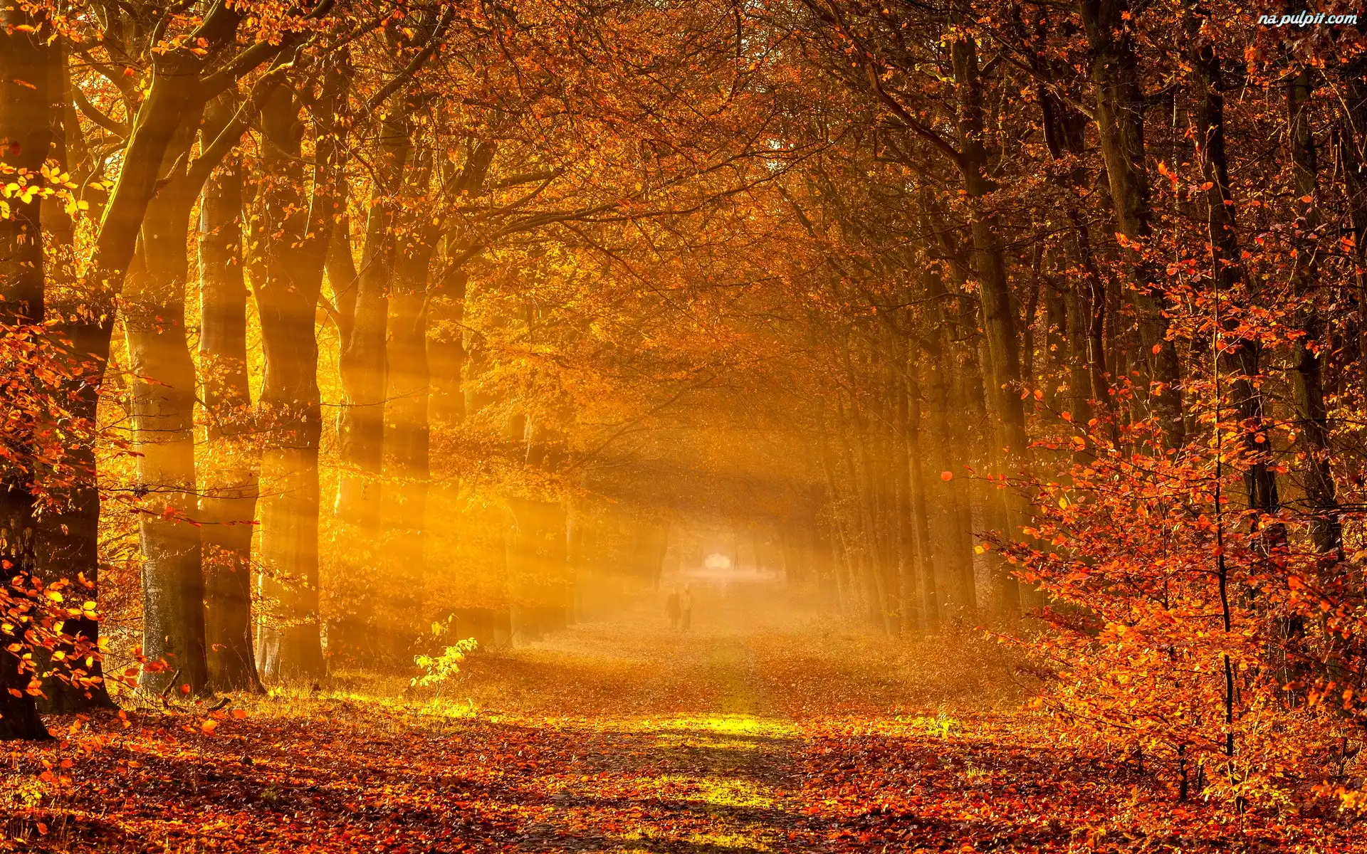 Jesień, Droga, Las, Drzewa, Promienie Słońca