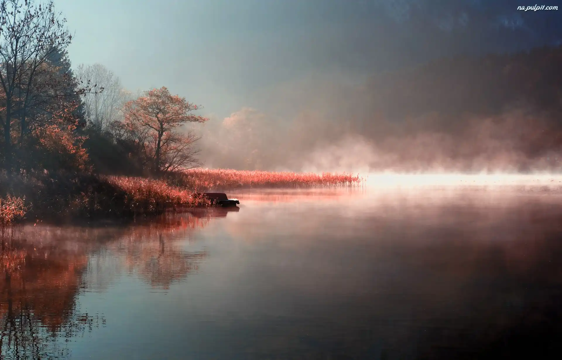 Drzewa, Jezioro, Mgła