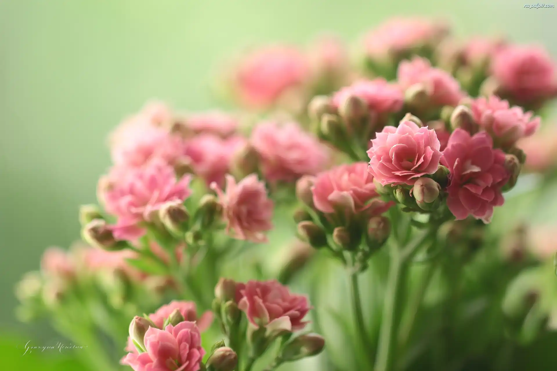 Kalanchoe, Kwiaty, Różowe, Doniczkowe