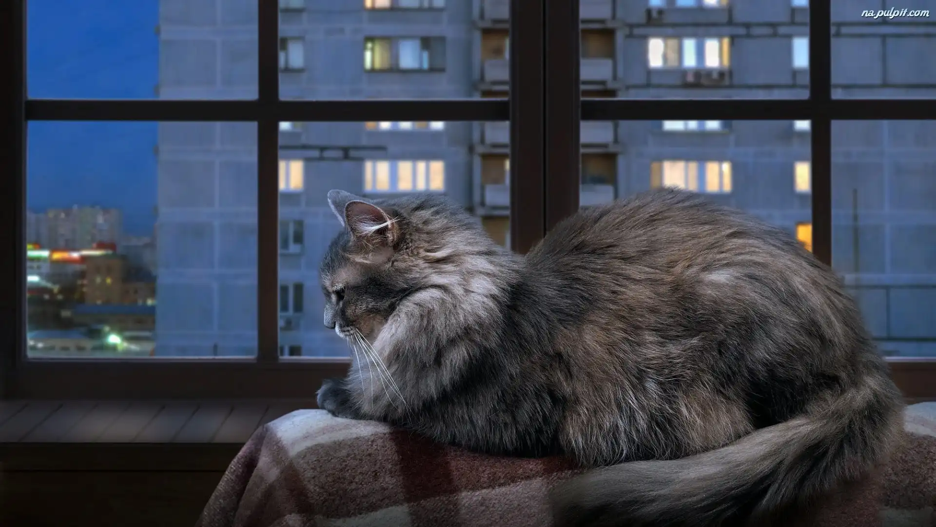 Koc, Okno, Kot norweski leśny, Parapet