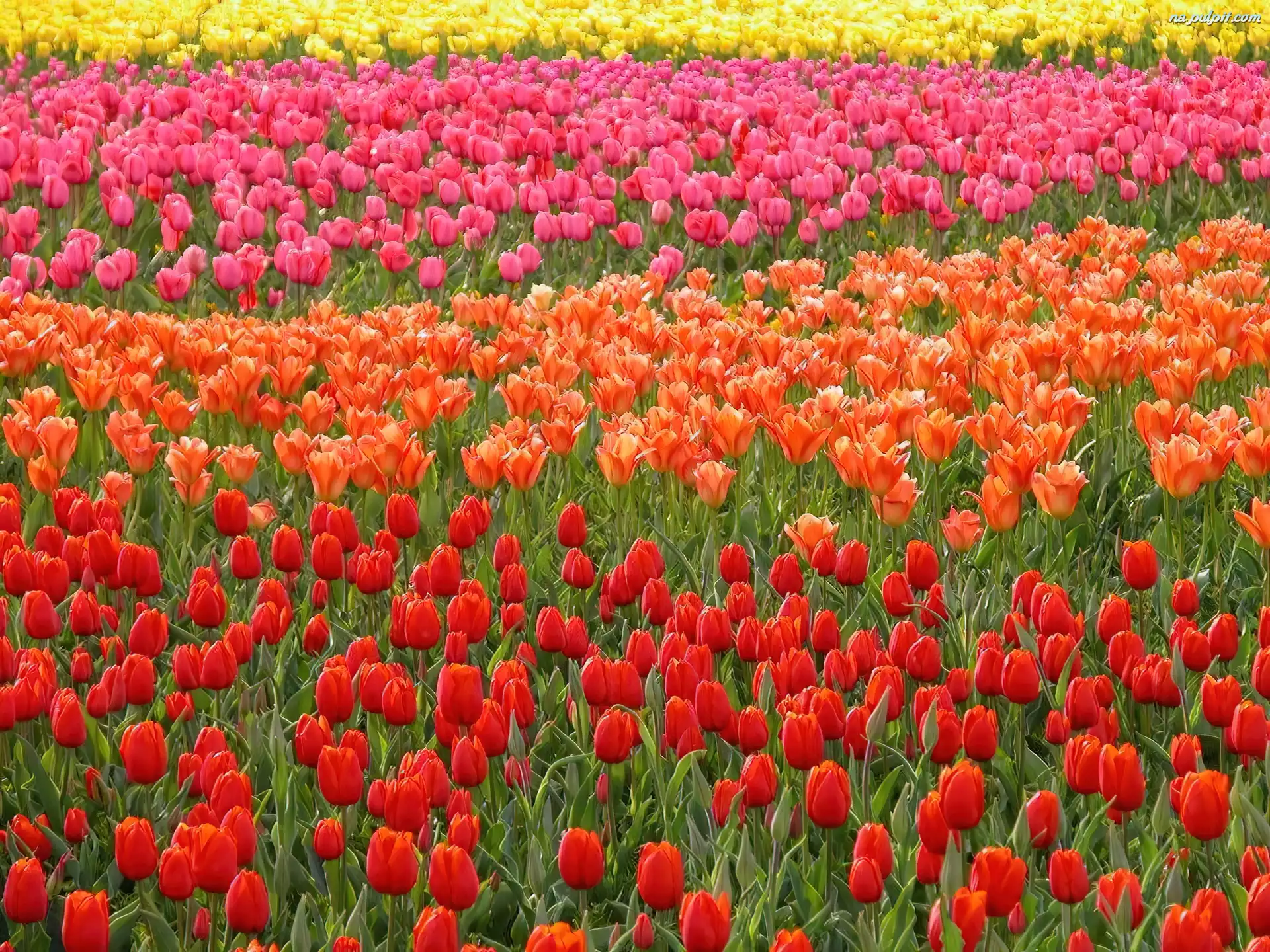 Tulipanów, Kolorowe, Rzędy
