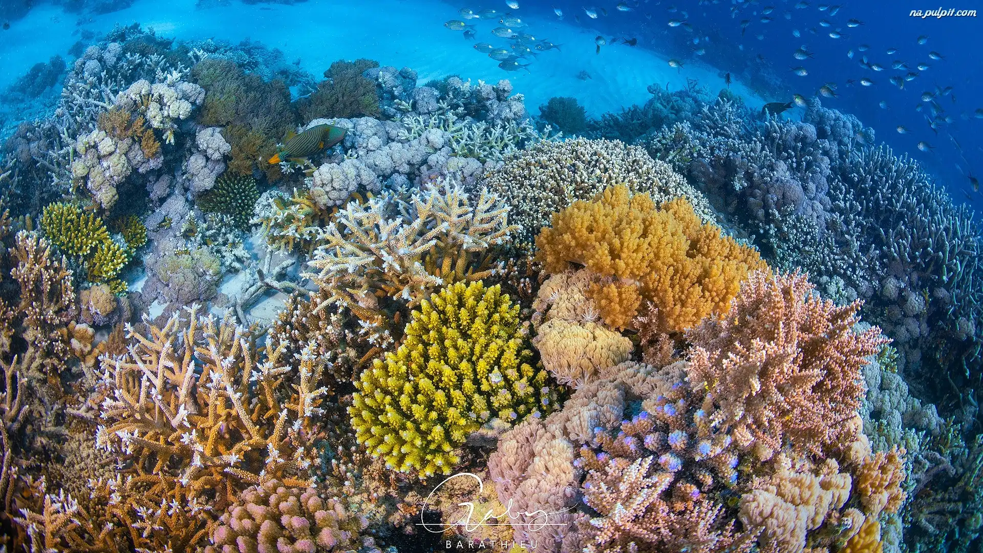 Ryby, Koralowce, Rafa koralowa