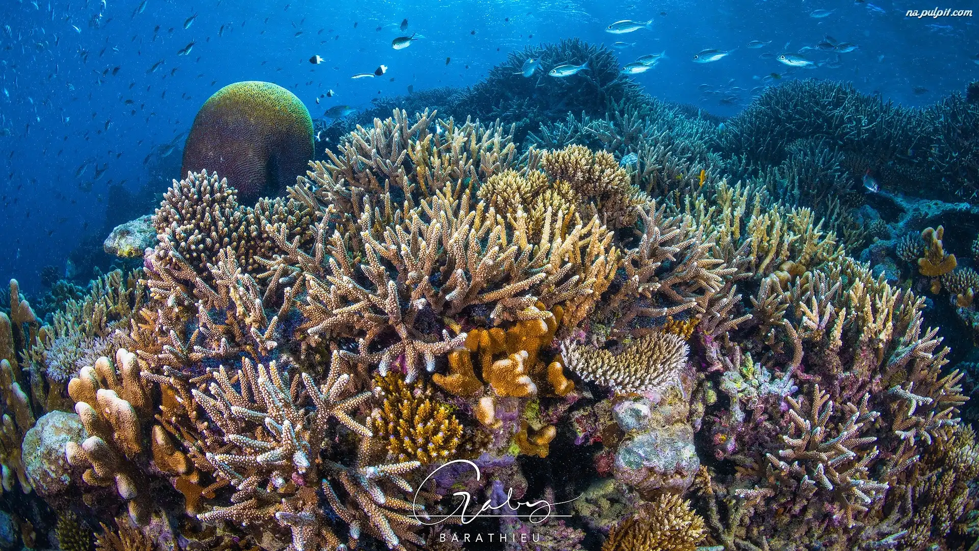 Morze, Koralowce, Ryby, Rafa koralowa