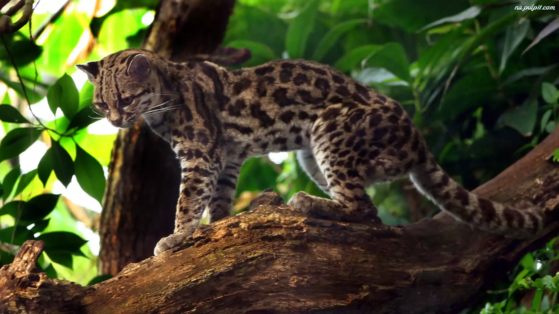 Drzewo, Kot, Margay