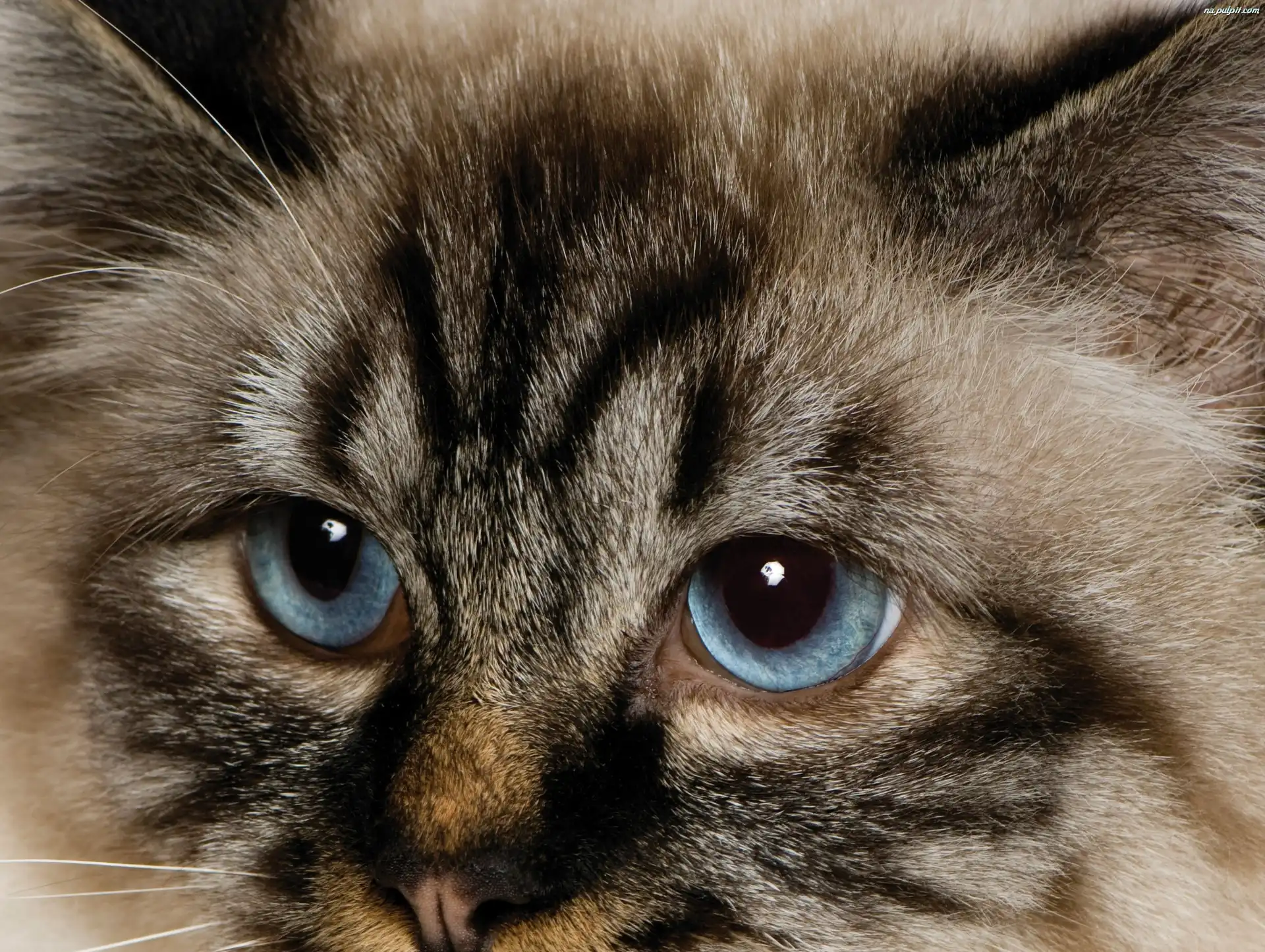 Kot, Oczy