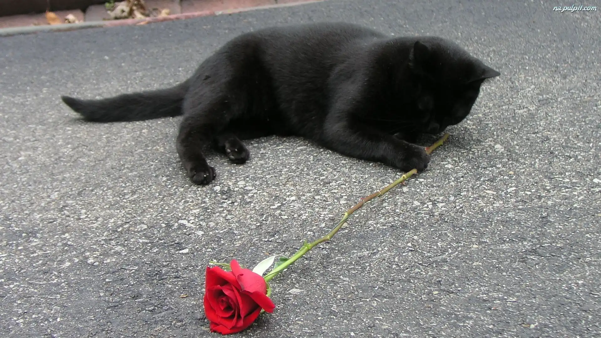 Kot, Róża