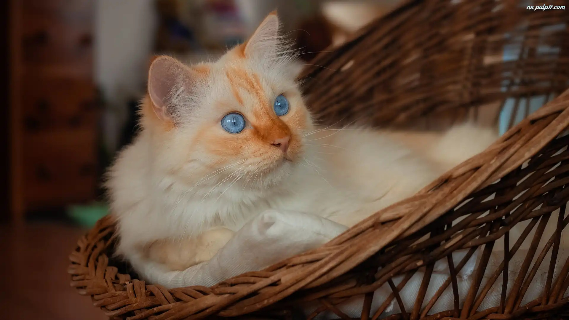 Kot, Niebieskooki, Siedzisko