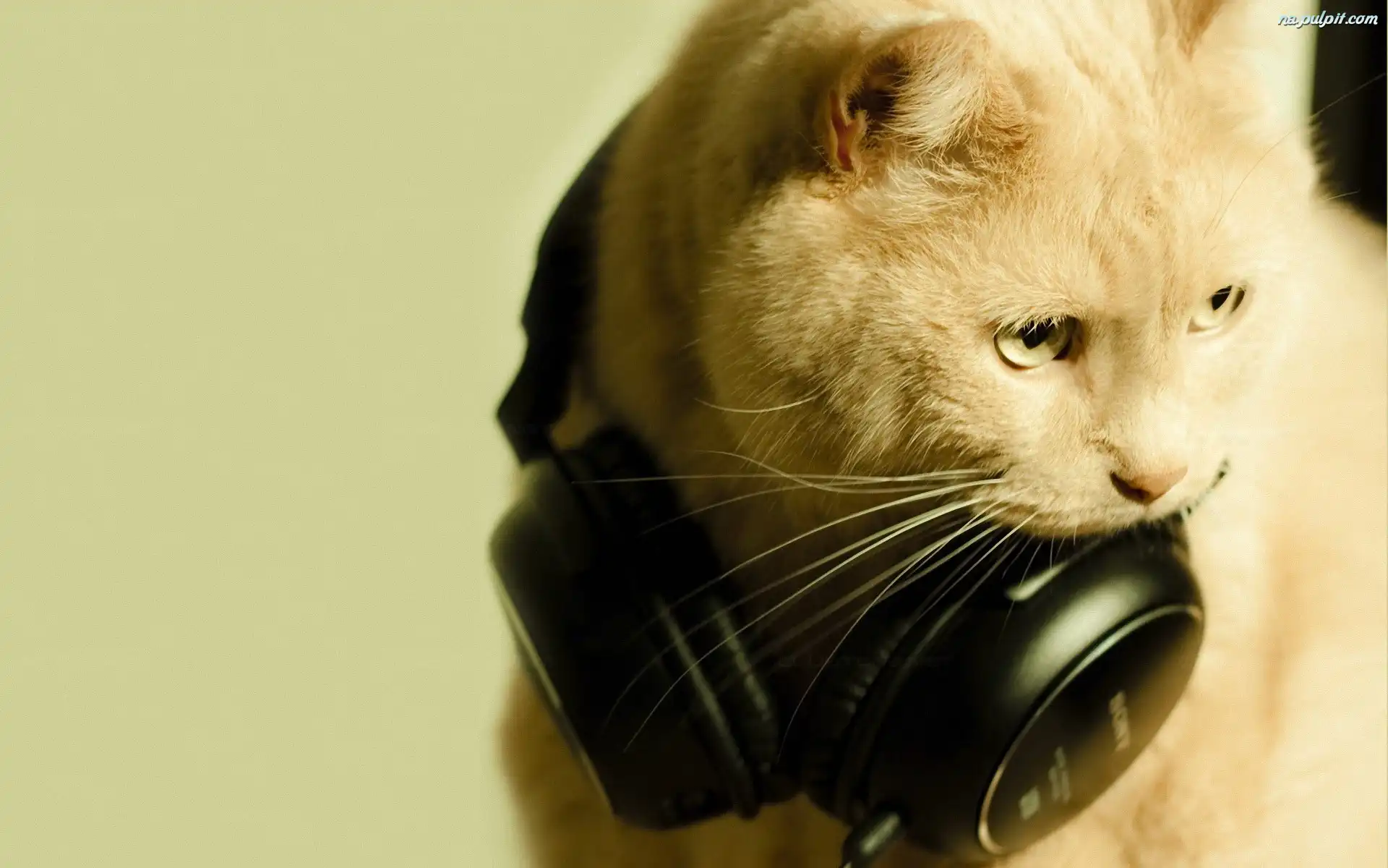 Słuchawki, Kot, Muzyka