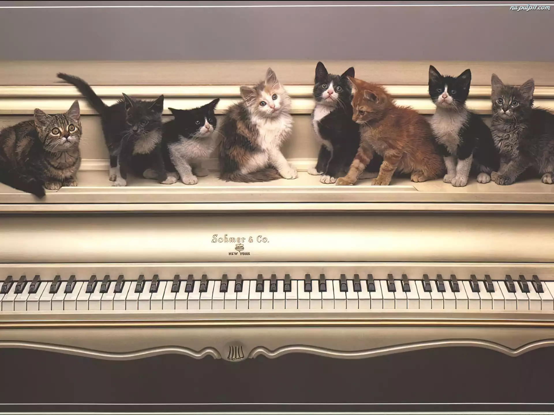 Koty, Pianino