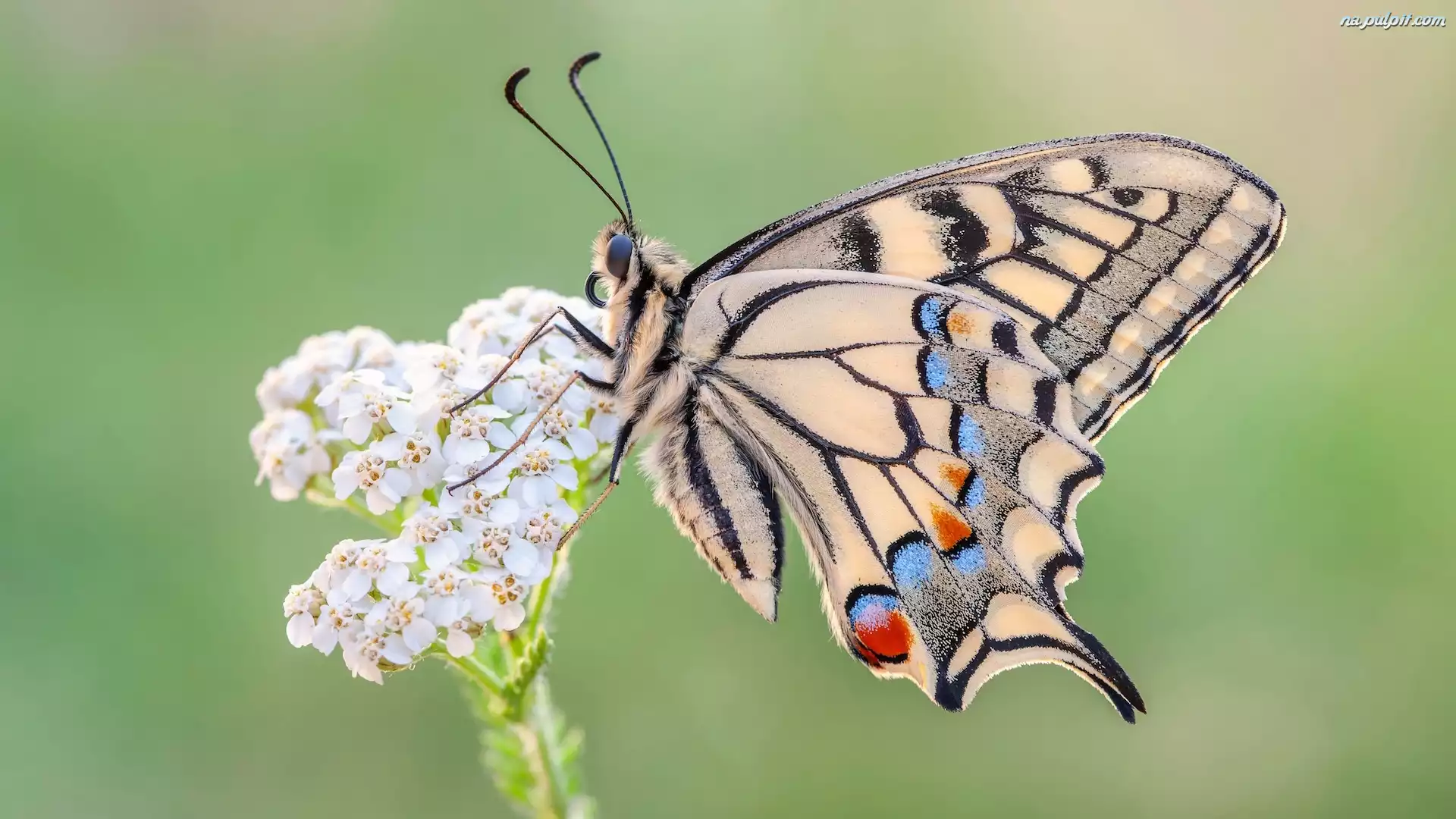Roślina, Motyl, Paź królowej, Makro, Biała