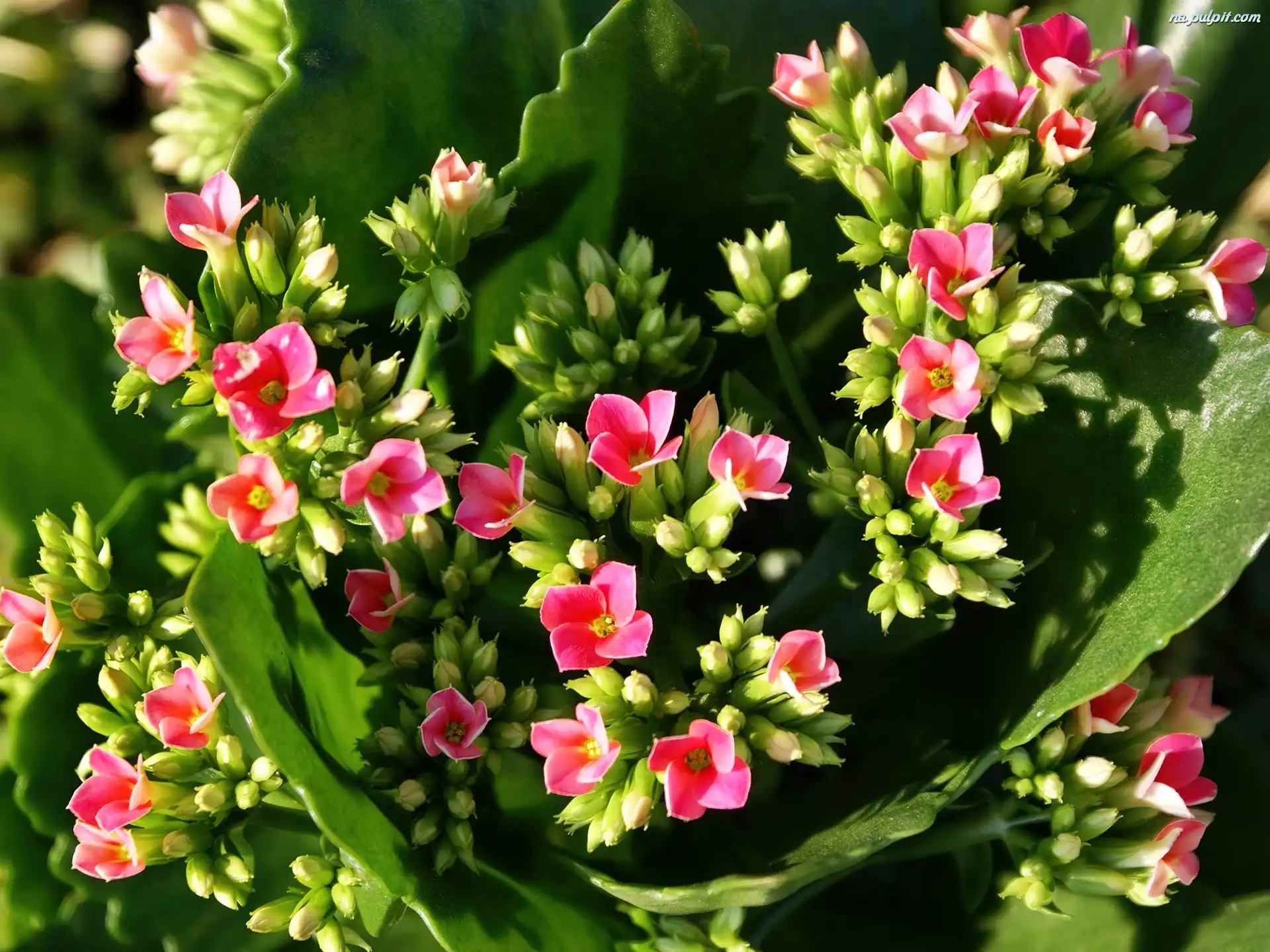 Kalanchoe, Kwiat, Różowy