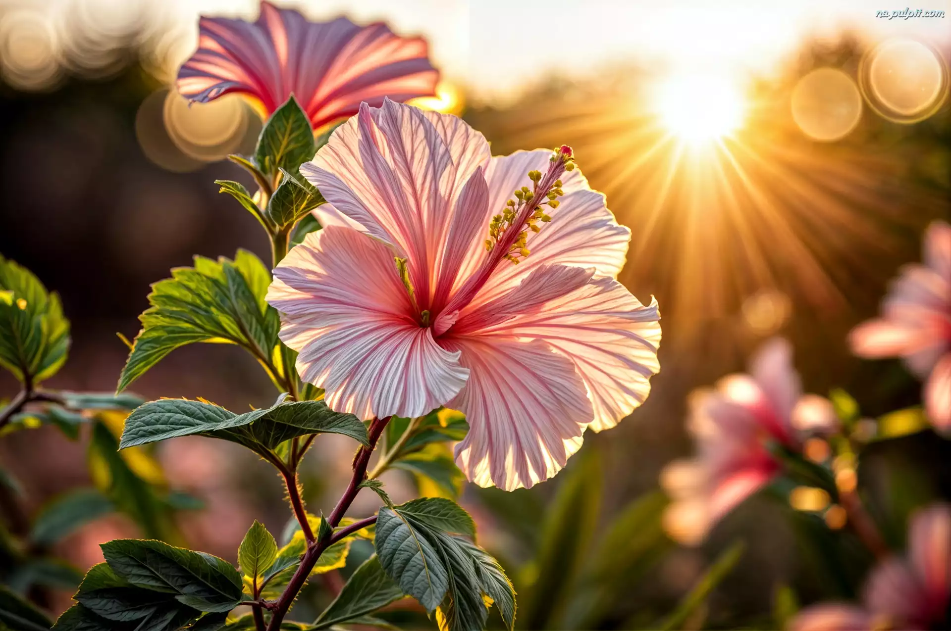 Promienie słońca, Hibiskus, Kwiat, Grafika, Liście