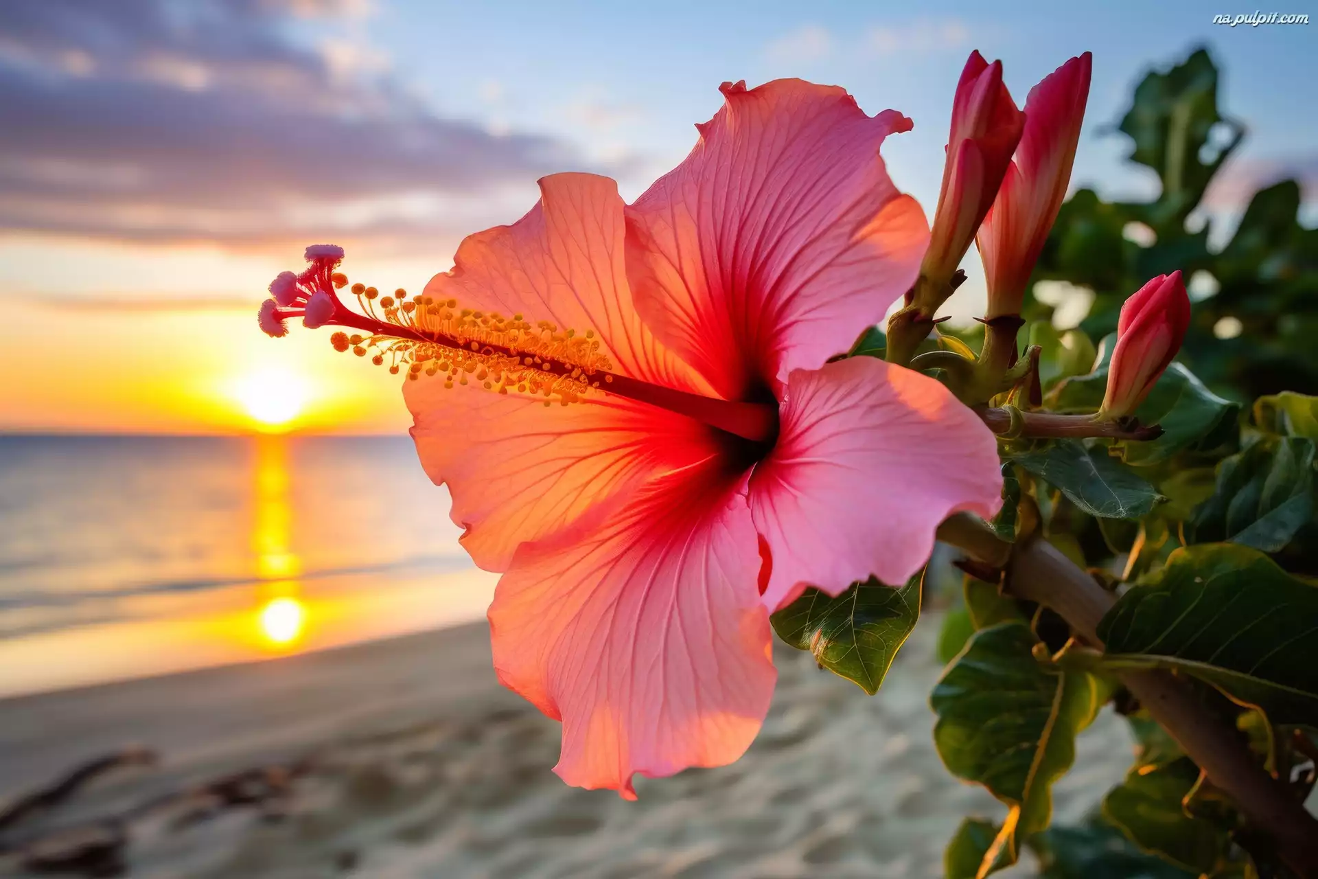 Hibiskus, Kwiat, Zachód słońca, Grafika