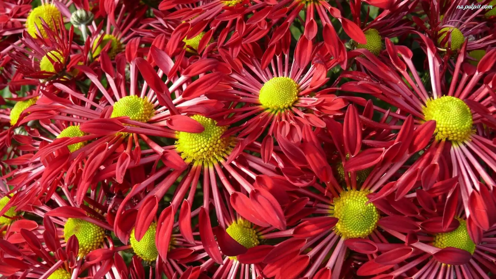 Kwiaty