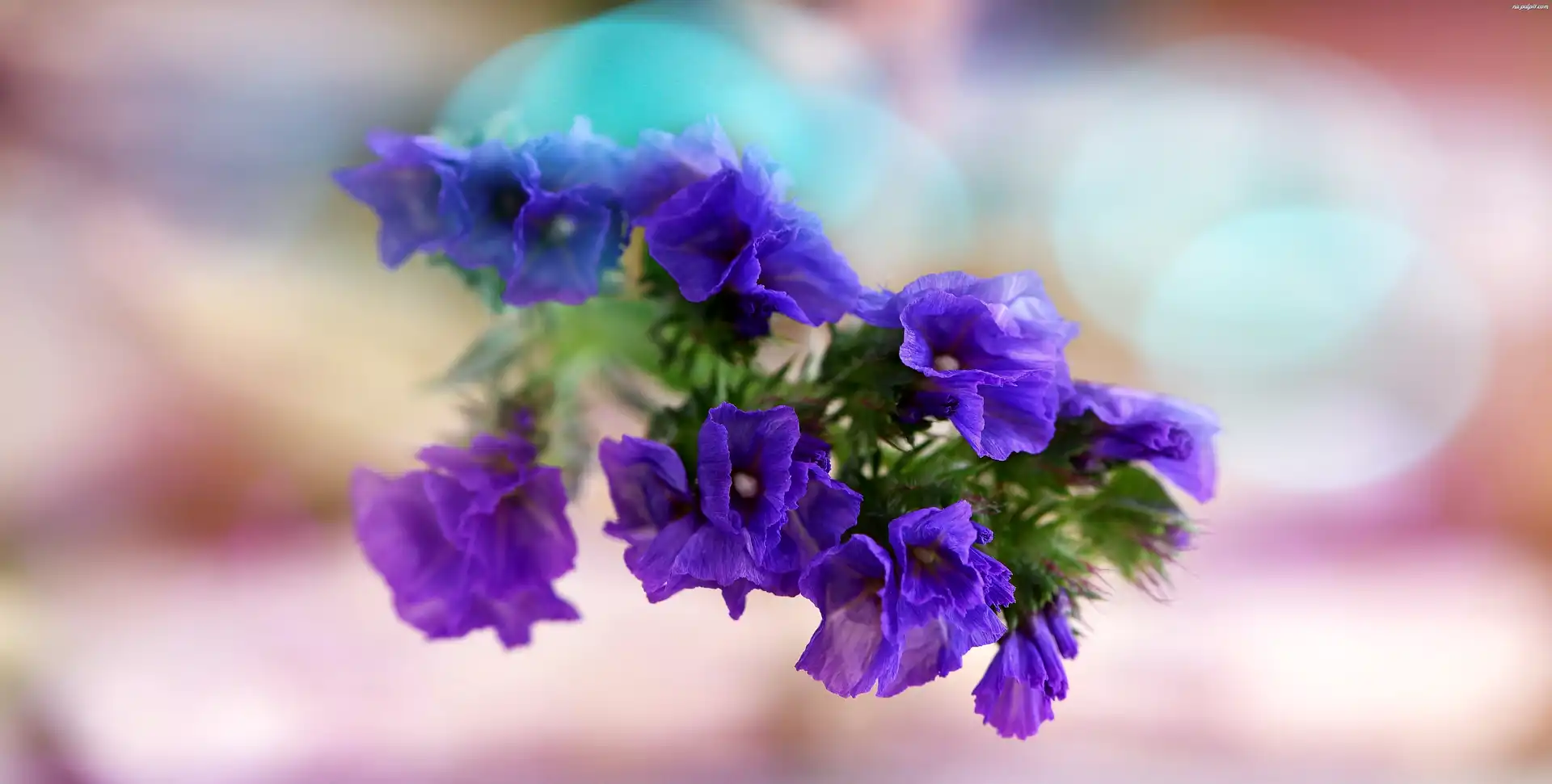 Bokeh, Kwiaty, Makro