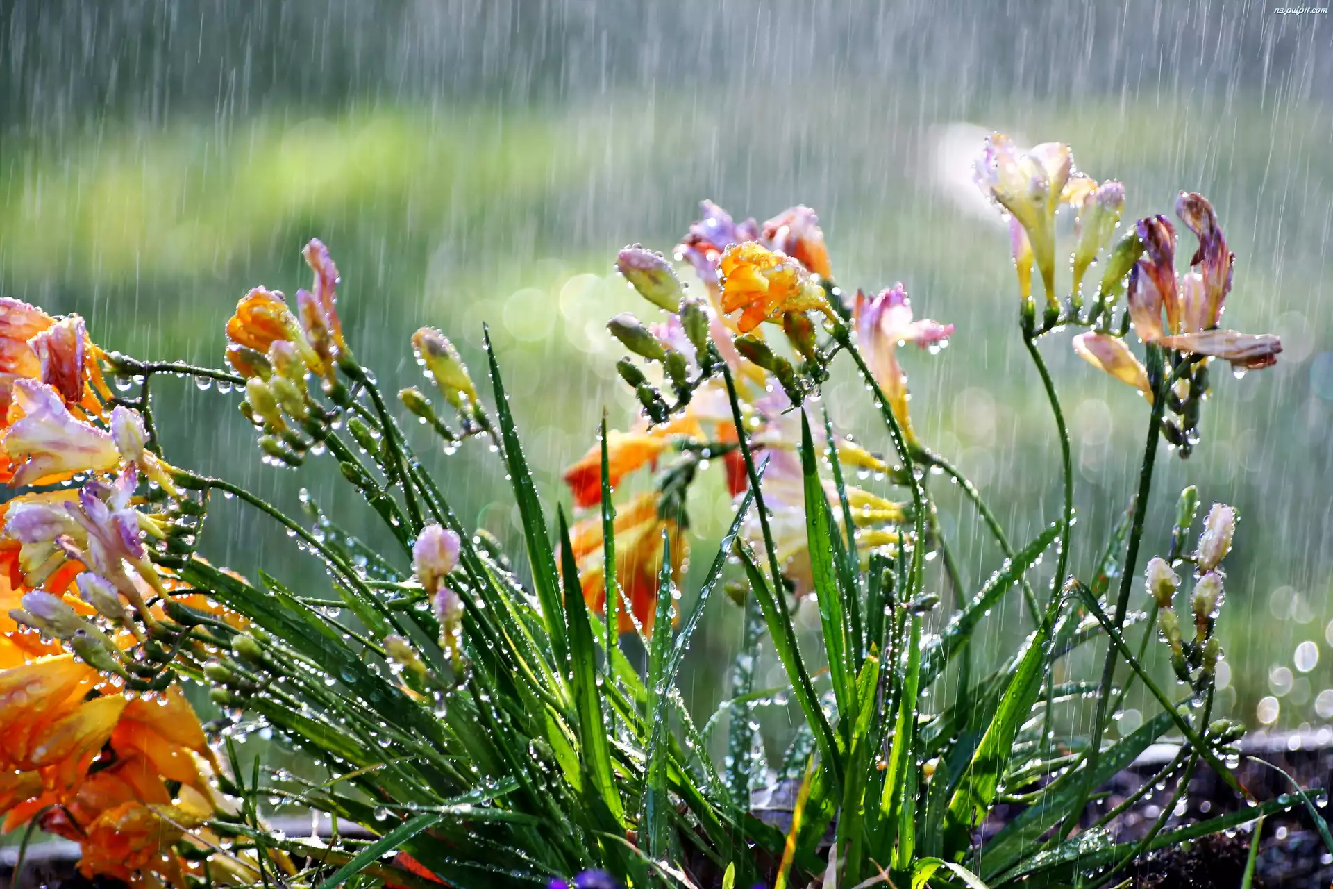 Deszcz, Kwiaty, Frezje