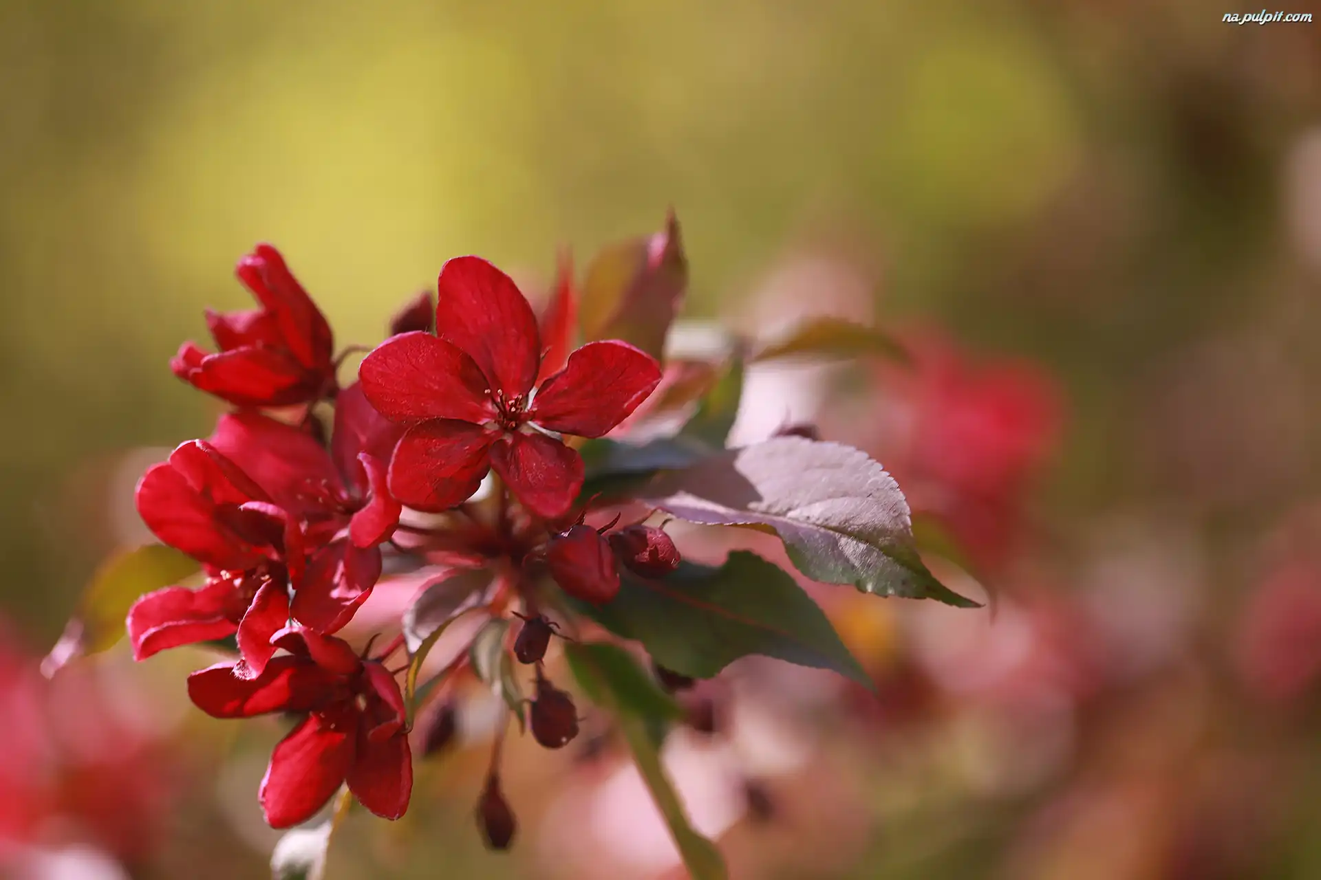 Kwiaty, Czerwone, Jabłoń