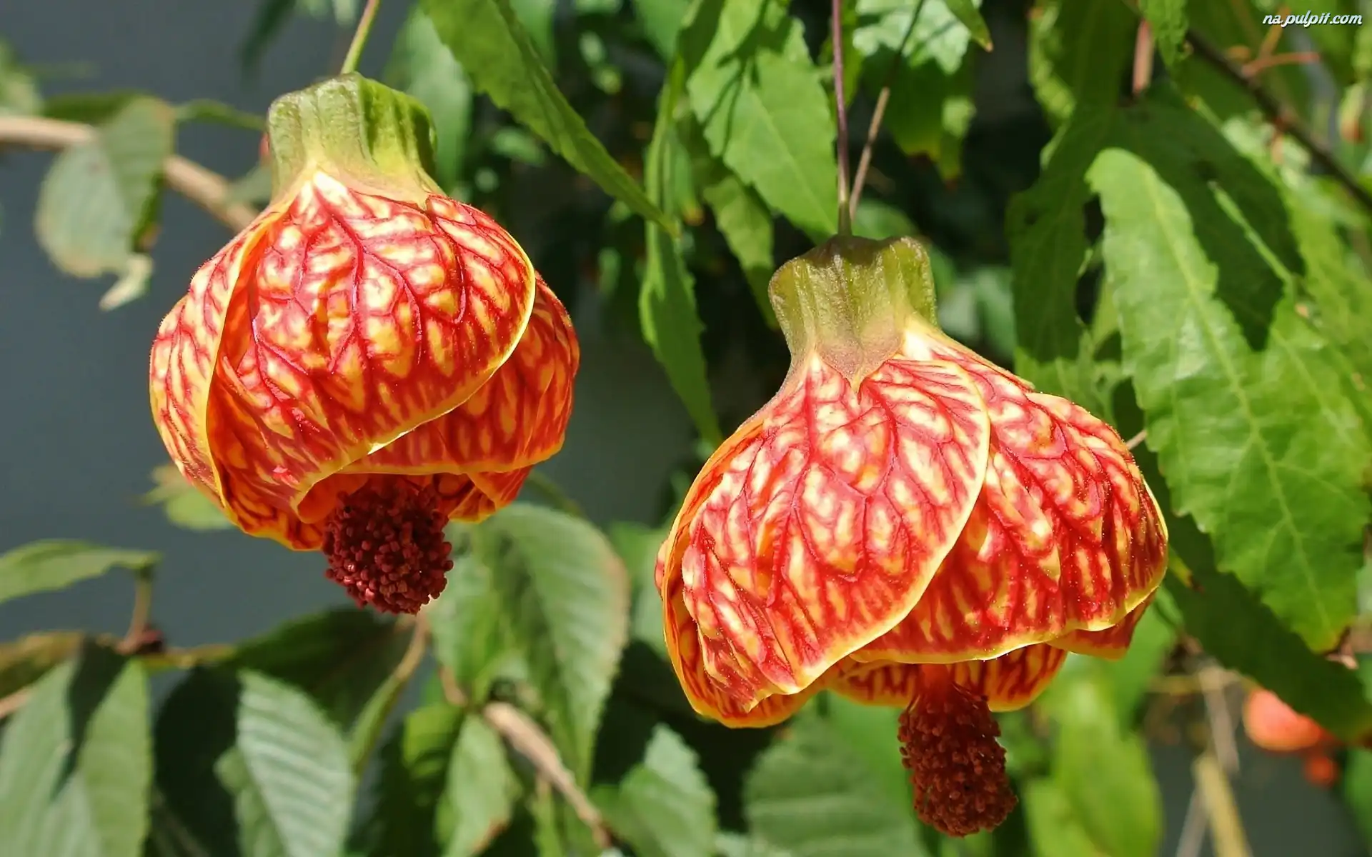 Kwiaty, Abutilon, Zaślaz Mieszańcowy, Pomarańczowe
