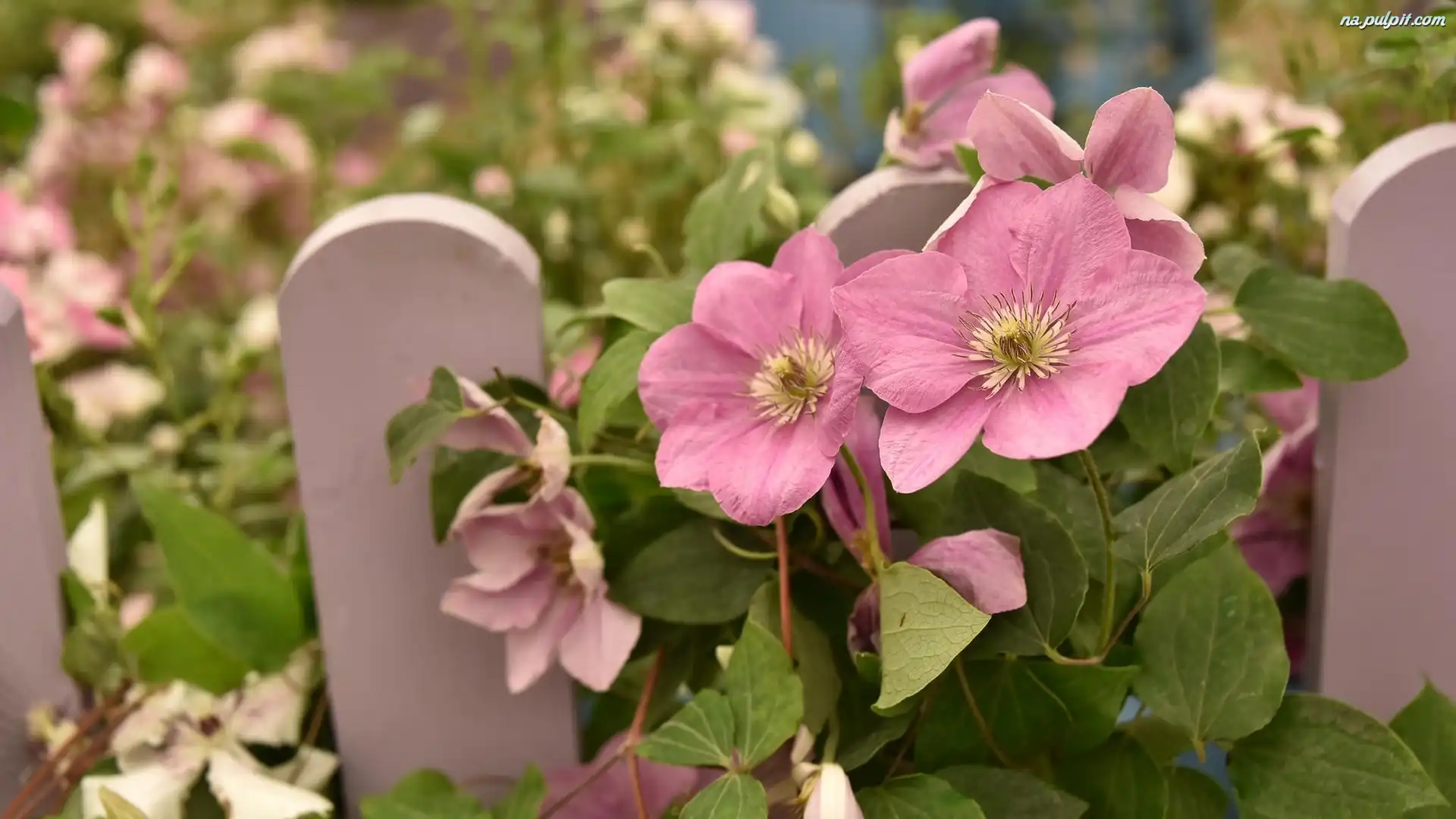 Kwiaty, Rozmyte, Tło, Clematis, Różowe, Płotek