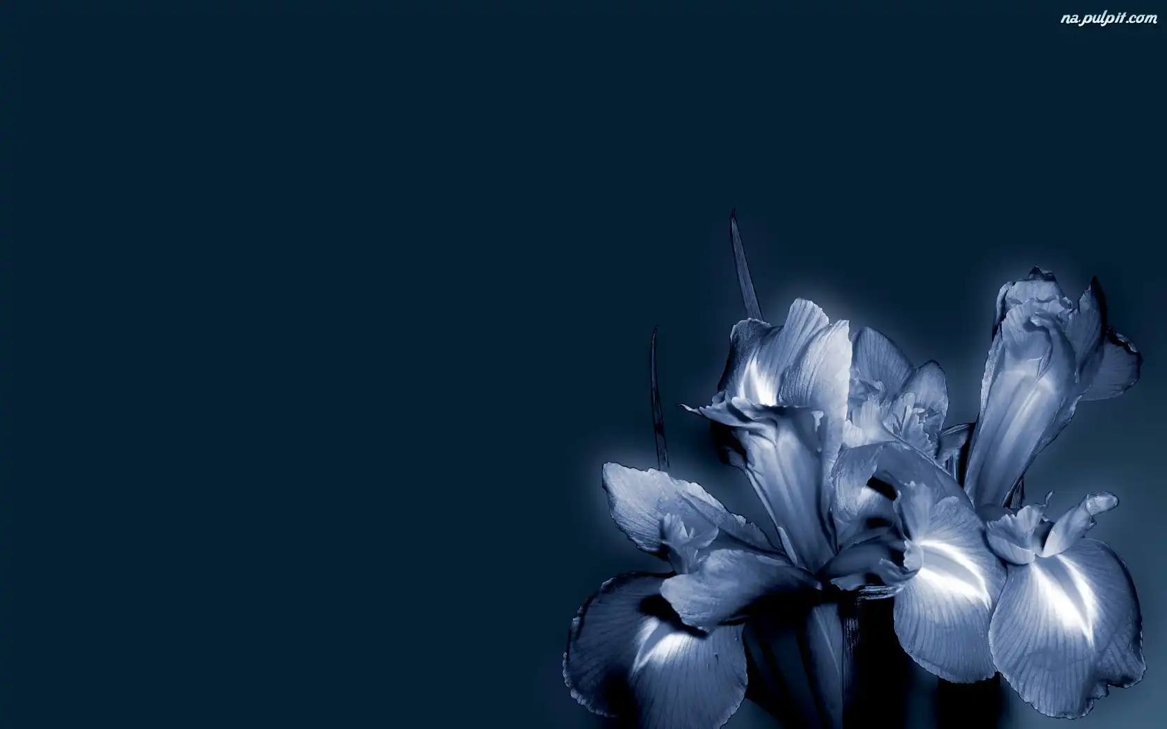 Tło, Kwiaty, Niebieskie