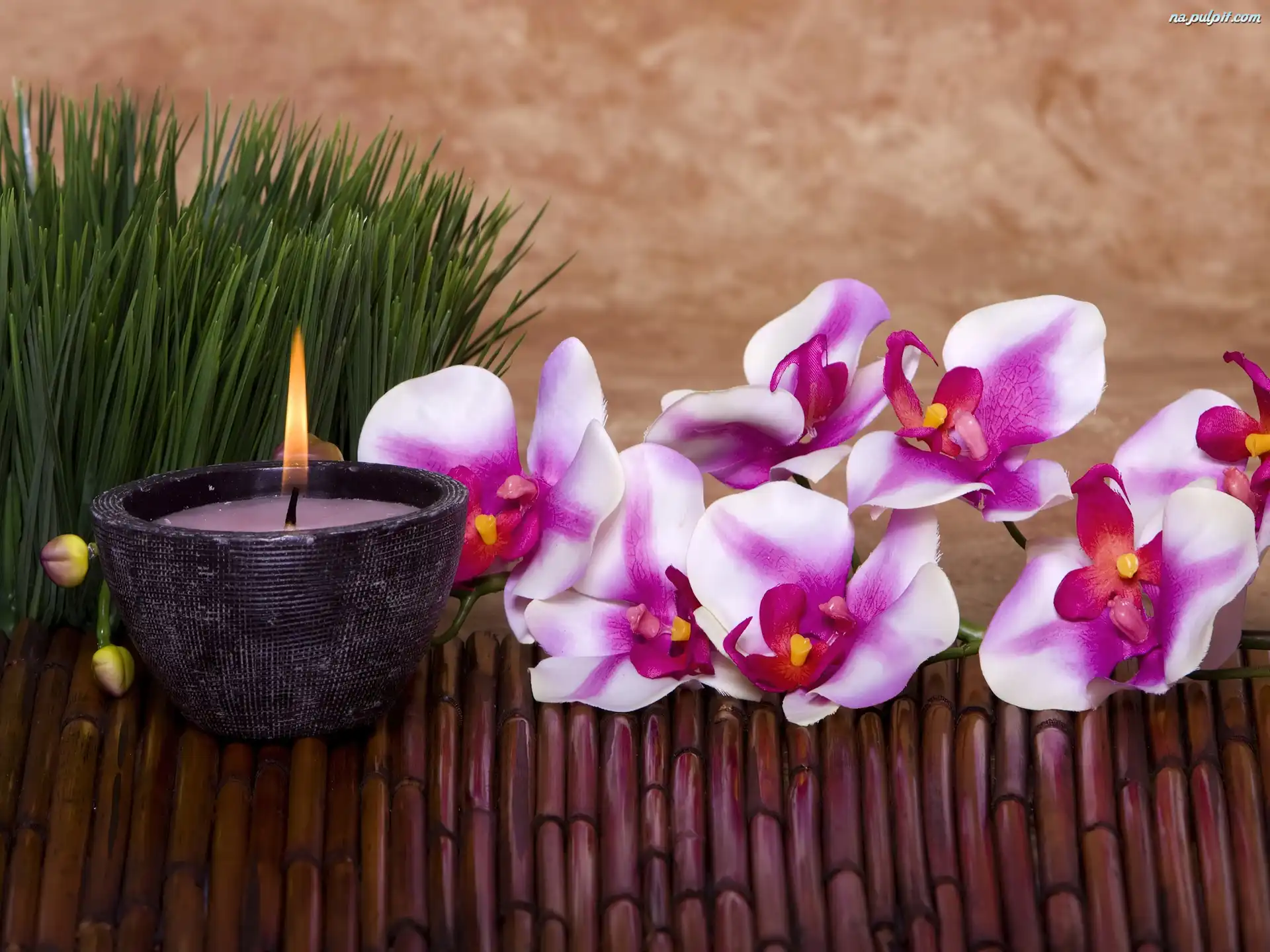 Åšwieca, Kwiaty, Orchidee
