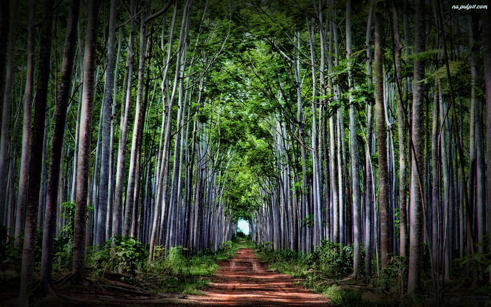 Las, Ścieżka