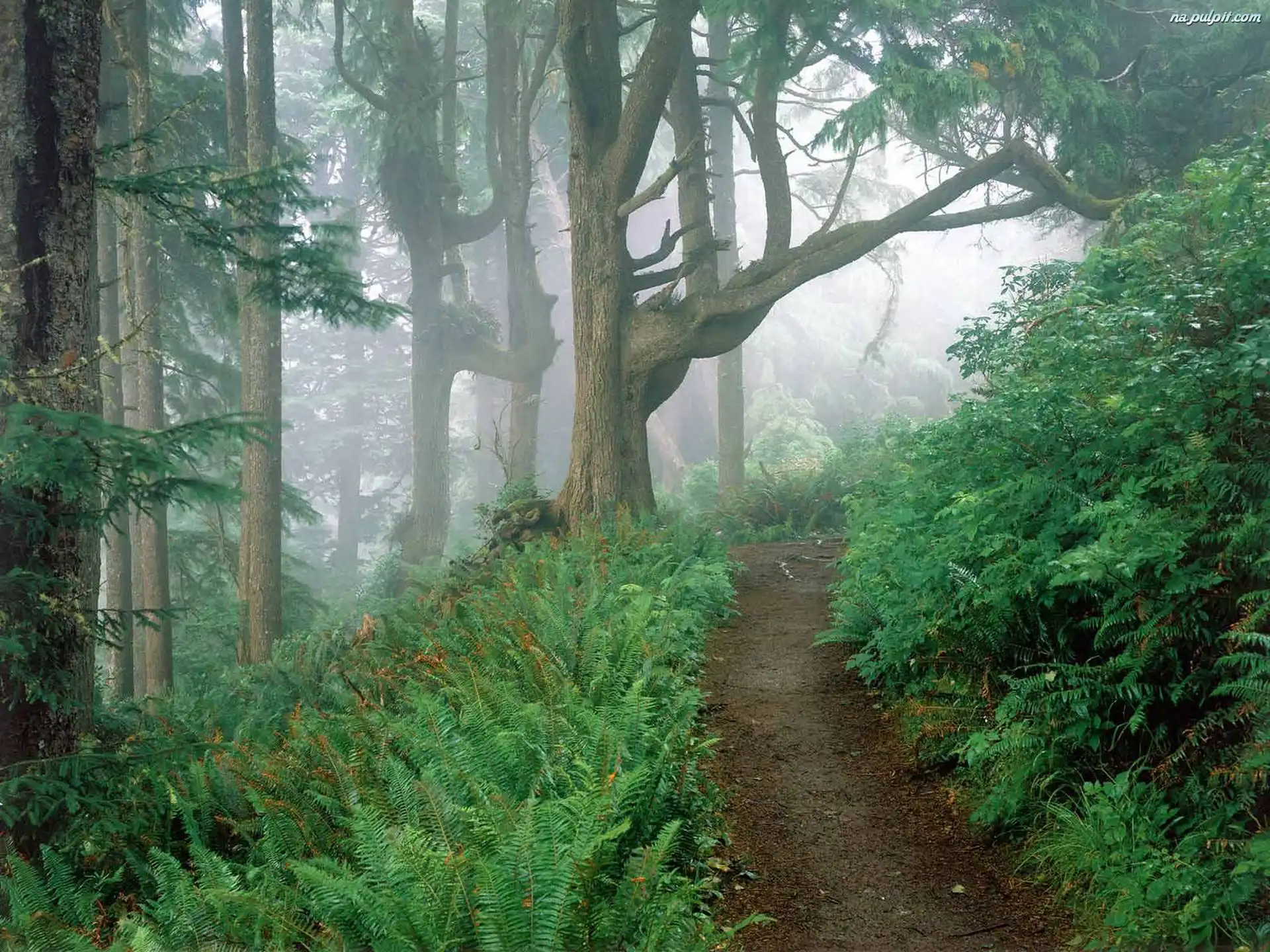 Las, ścieżka