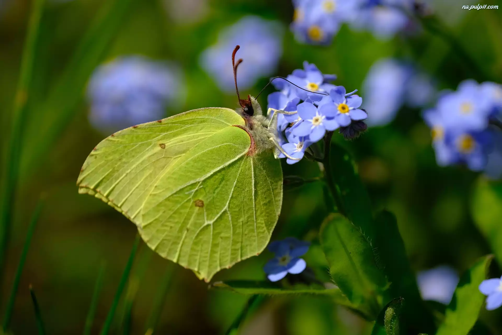 Motyl, Latolistek cytrynek, Niebieskie, Niezapominajki