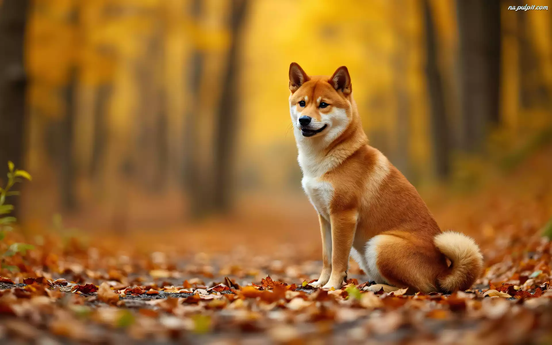 Shiba inu, Pożółkłe, Liście, Grafika AI, Pies